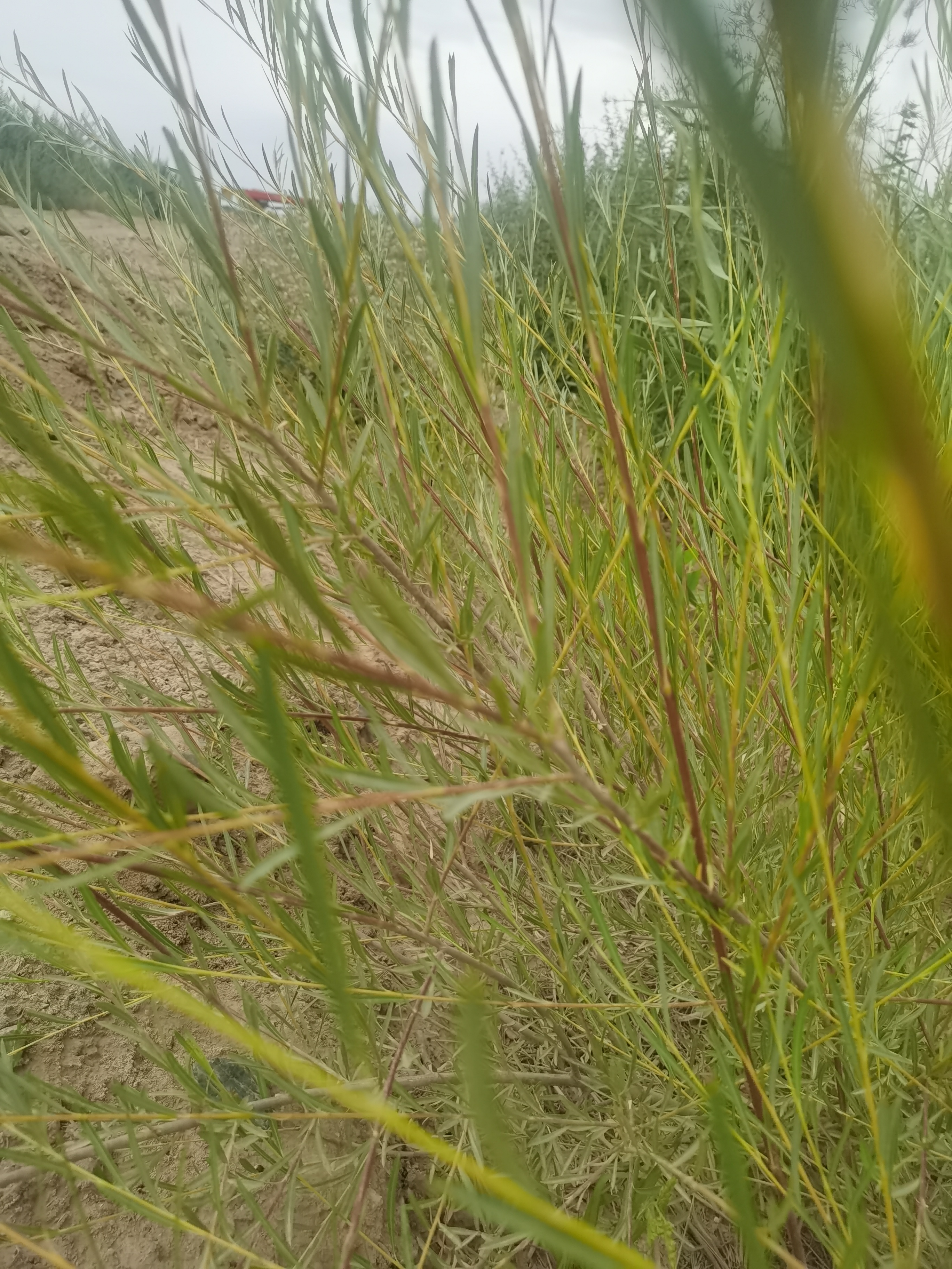 戈壁沙漠明星植物-红柳