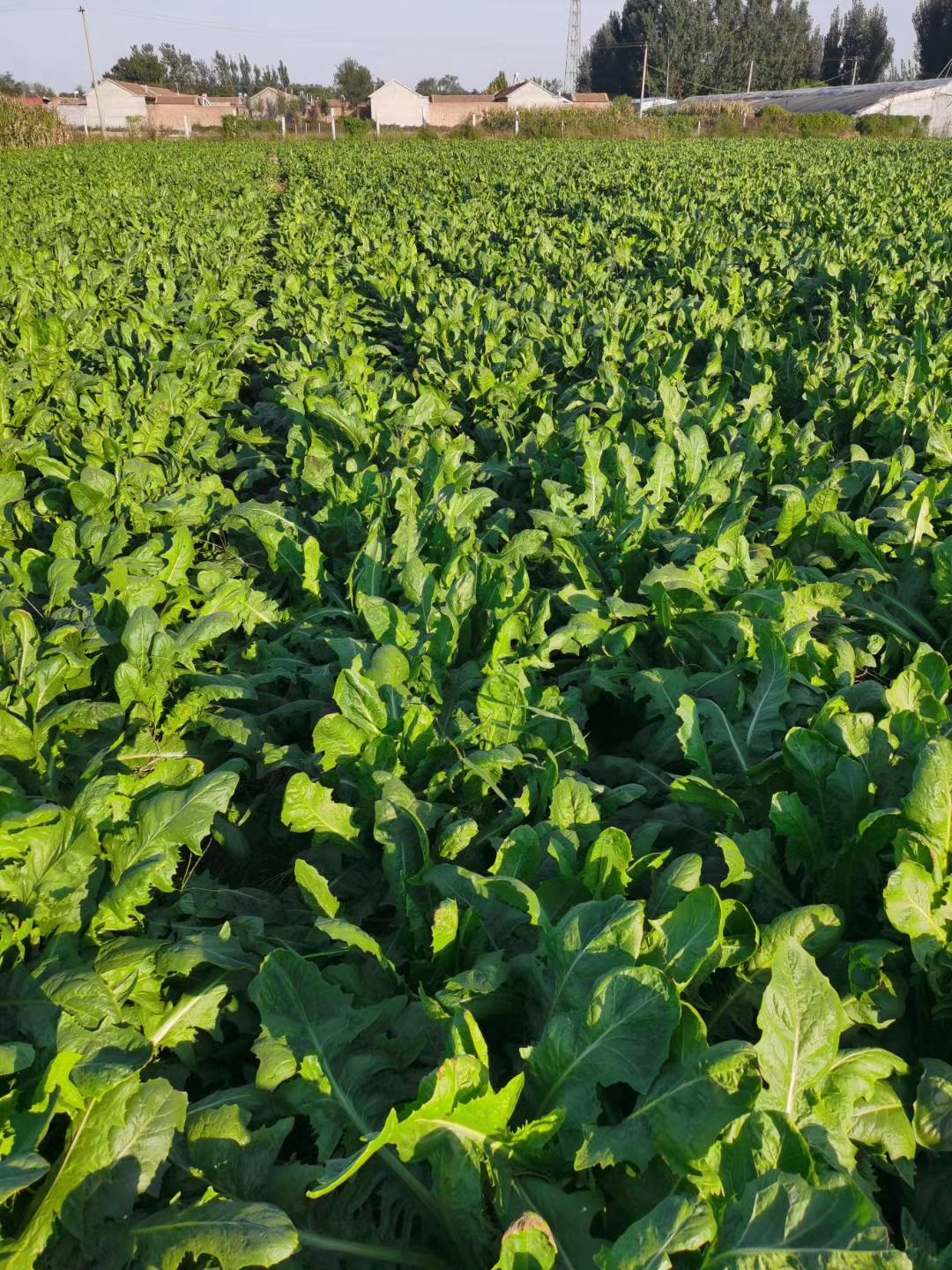 将军菊苣与芽球菊苣的区别         将军菊苣是做动物饲料用的,芽球