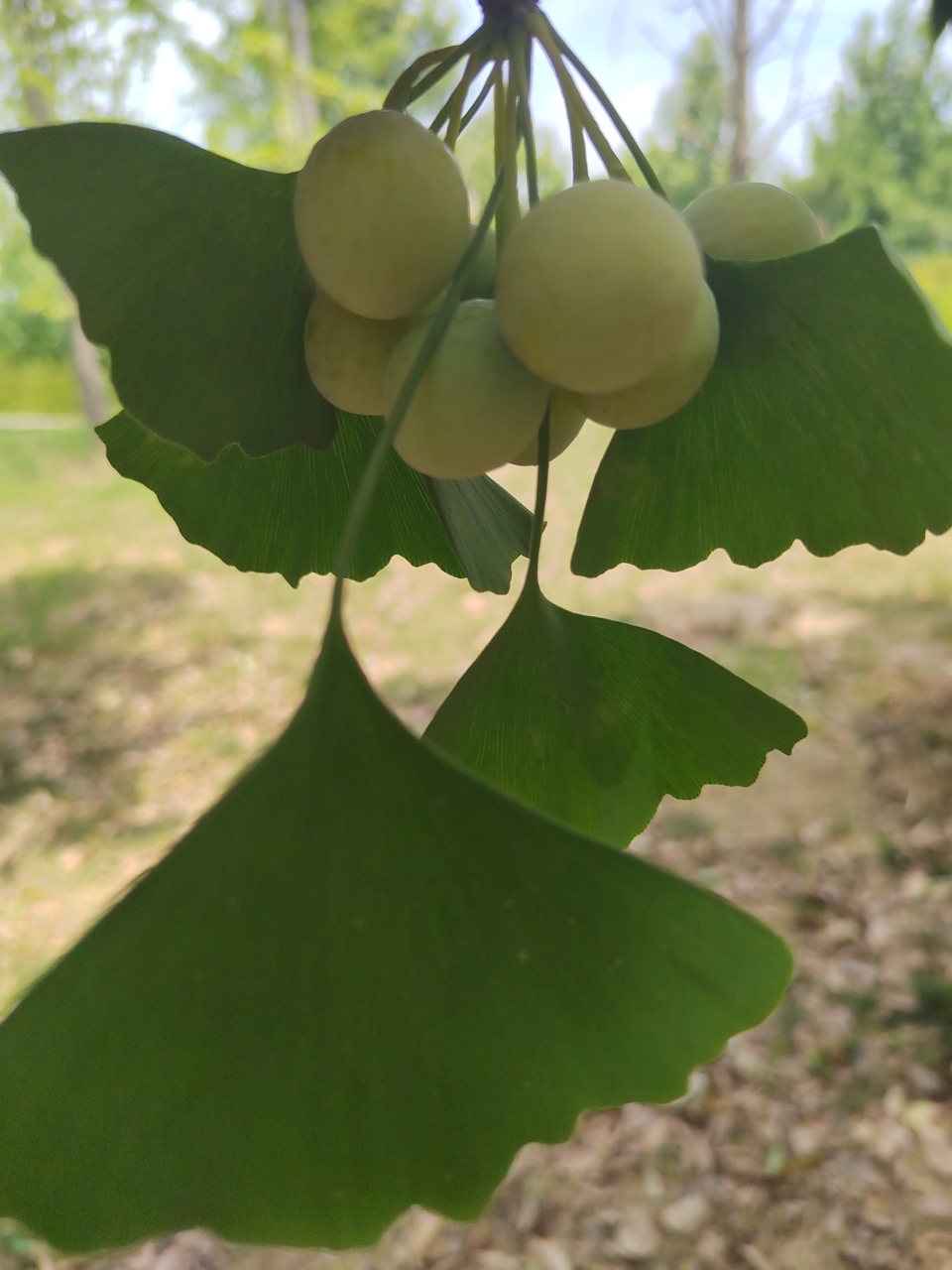 秋天的银杏果,又大又圆,挂在枝头,仿佛一个个小灯笼.