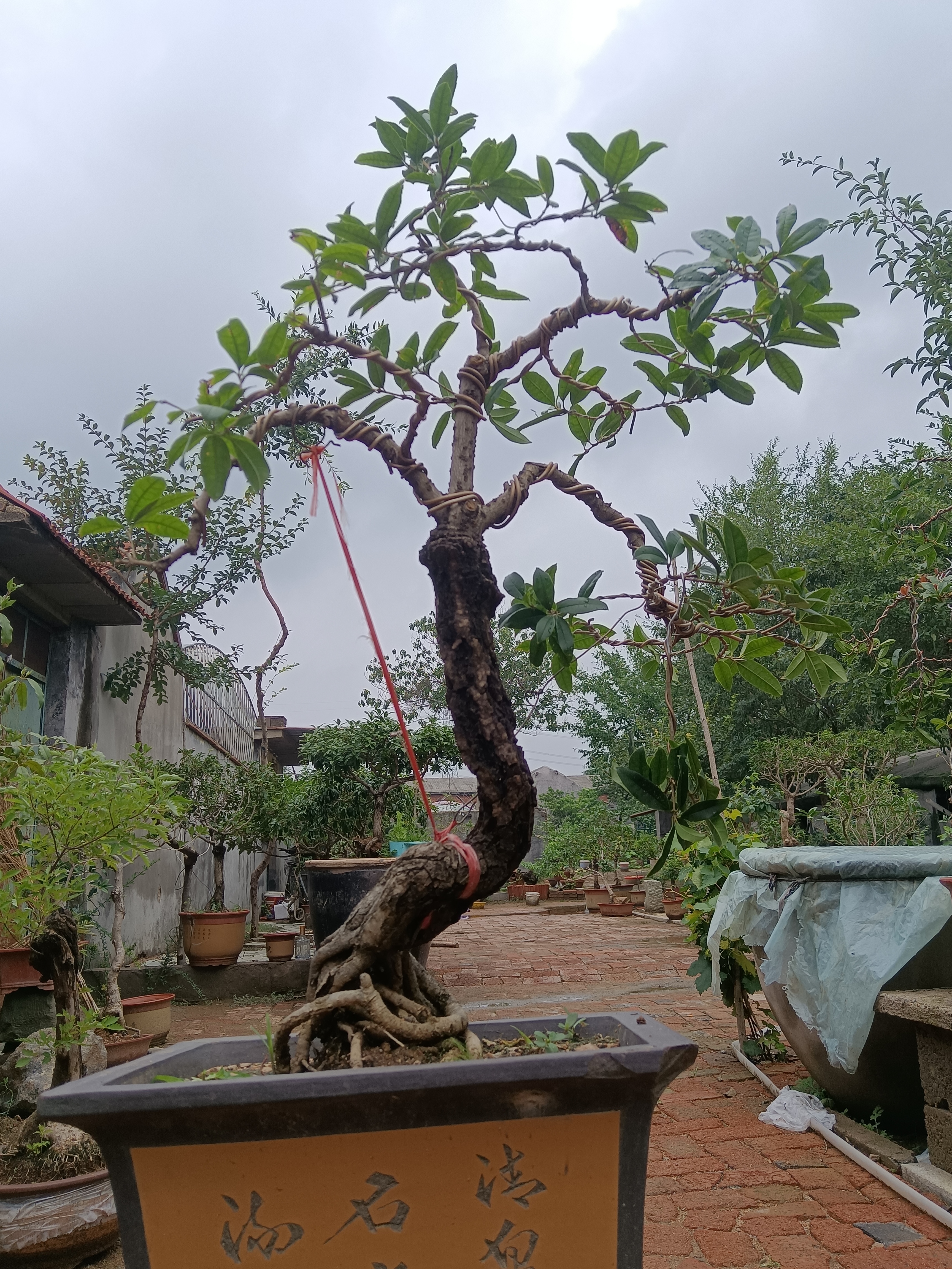 黄花金桂的别名图片