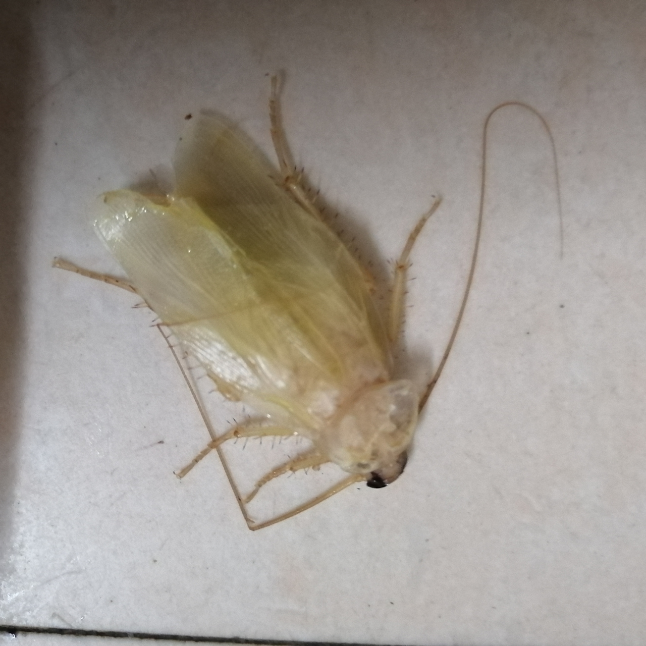 第一次见白色小强,还挺好看的