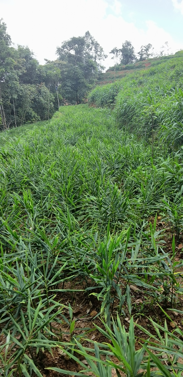 姜山如此多娇! 云南河口一带泡姜生姜大量上市!