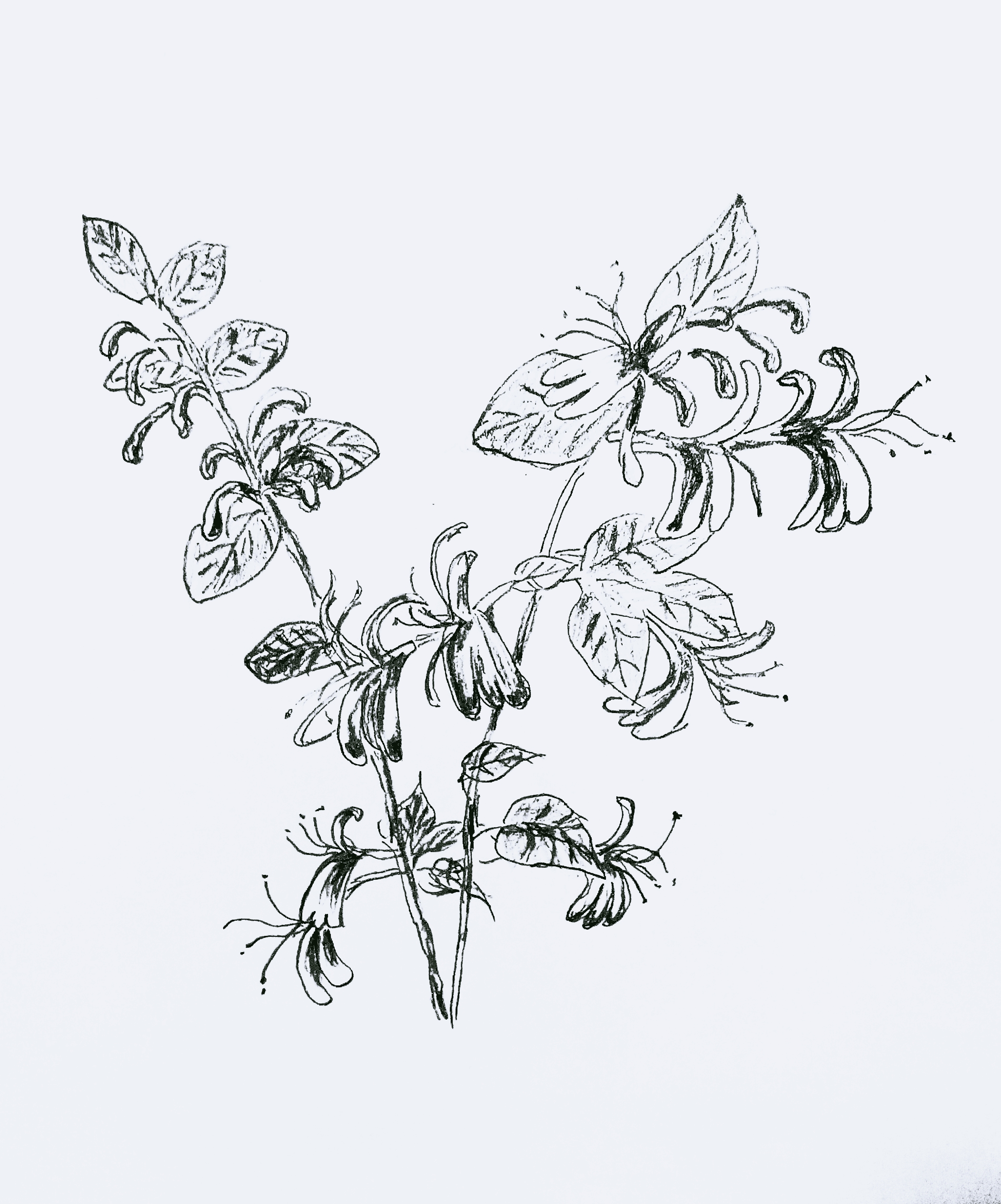 用素描画出来的金银花,看起来怎么样?知道哪幅画是第一次画的吗?