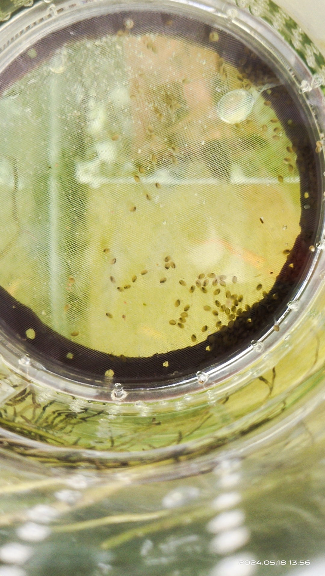 迷你鹦鹉鱼苗,刚甩尾的样子.繁殖开始就是泛滥成灾的开始.