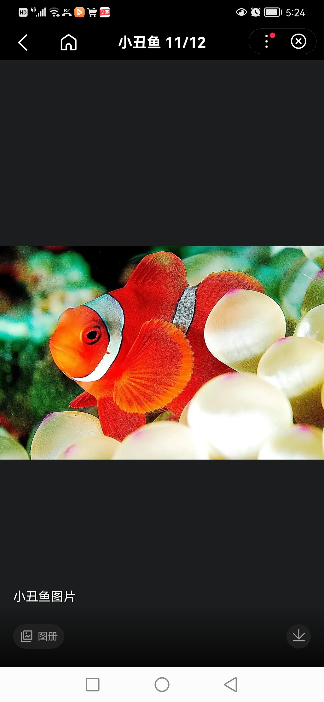 不同品种的海水小丑鱼,澳黑,金透红,黑双带,番茄小丑,野生公子小丑