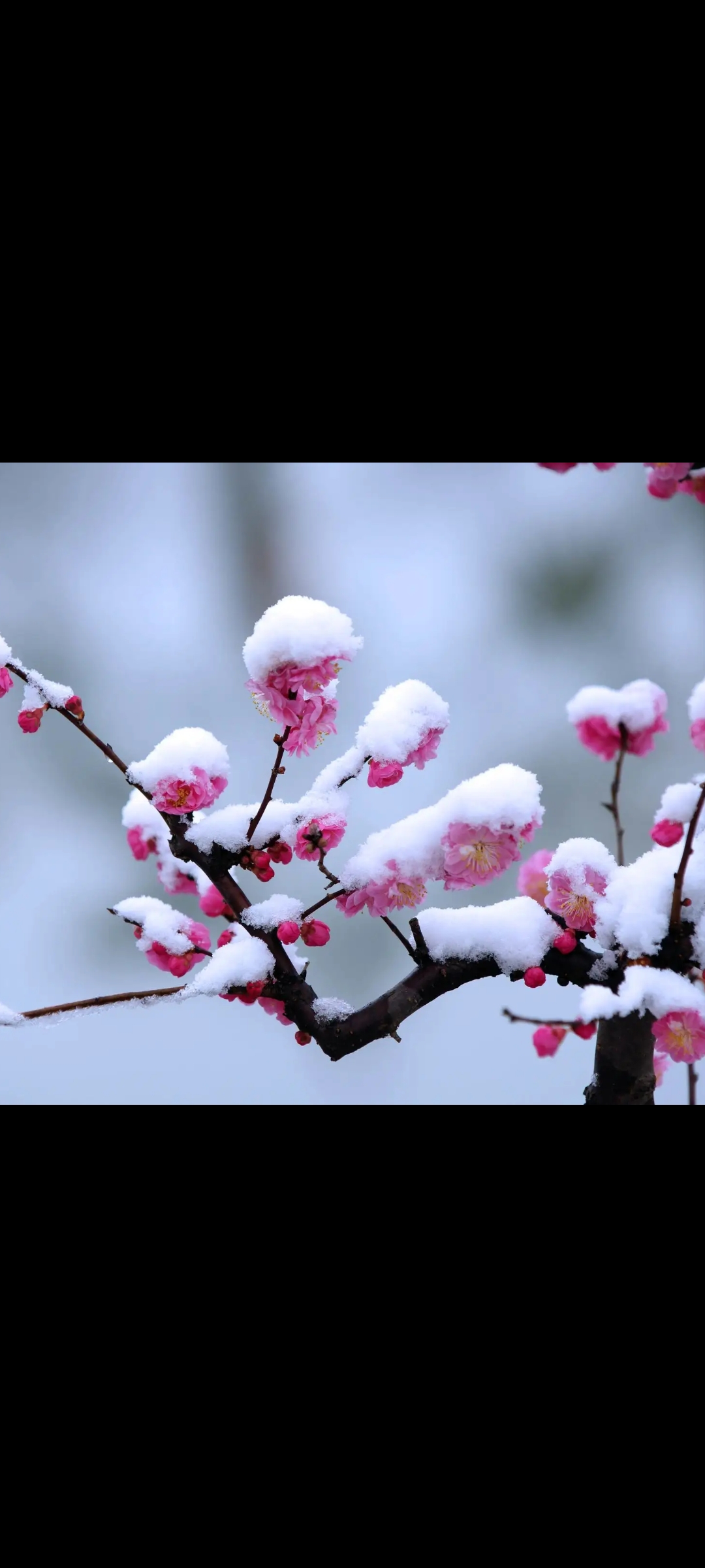 傲立雪中的红梅图片图片