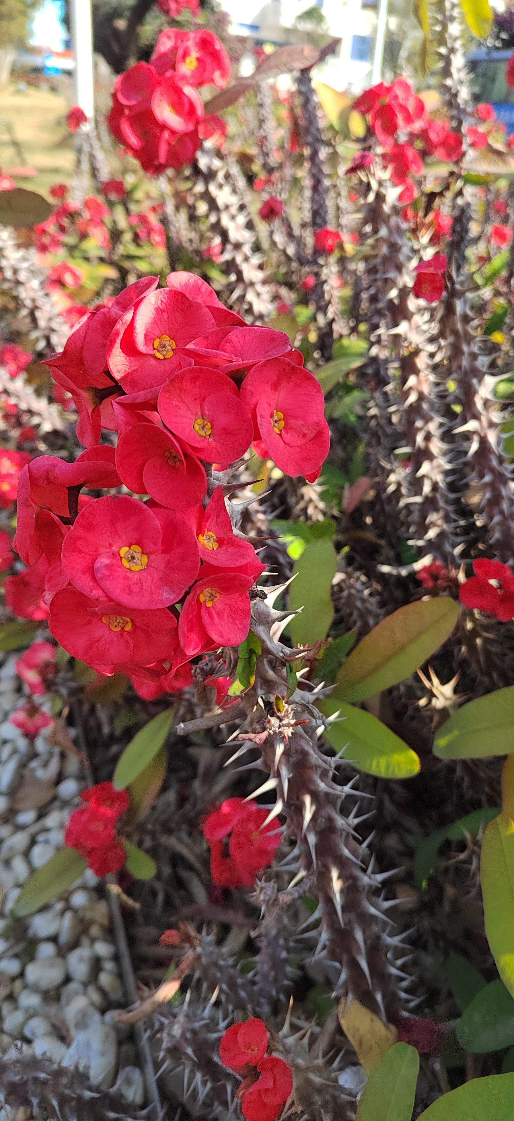 铁海棠:带刺的美丽 铁海棠,也被叫做虎刺梅,麒麟花,是大戟科大戟属的