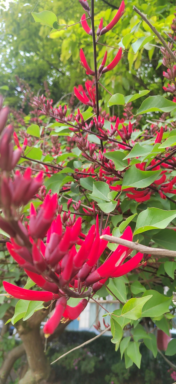 龙牙花 94花瓣轻舞,落入绿意盎然间,仿佛是大自然的柔情细语.