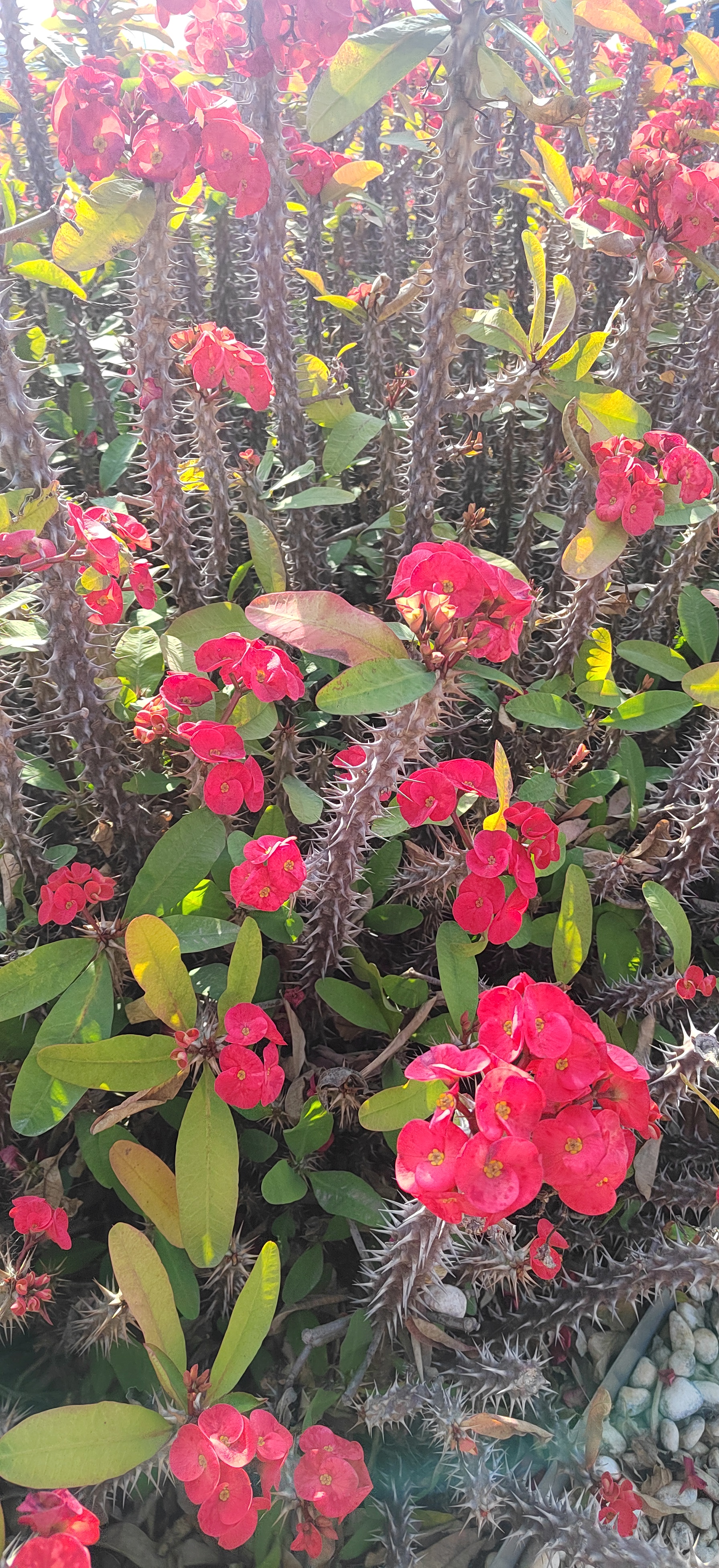 铁海棠:带刺的美丽 铁海棠,也被叫做虎刺梅,麒麟花,是大戟科大戟属的