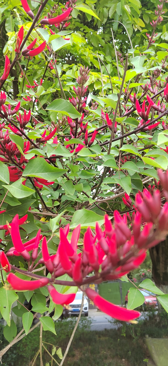 龙牙花 94花瓣轻舞,落入绿意盎然间,仿佛是大自然的柔情细语.