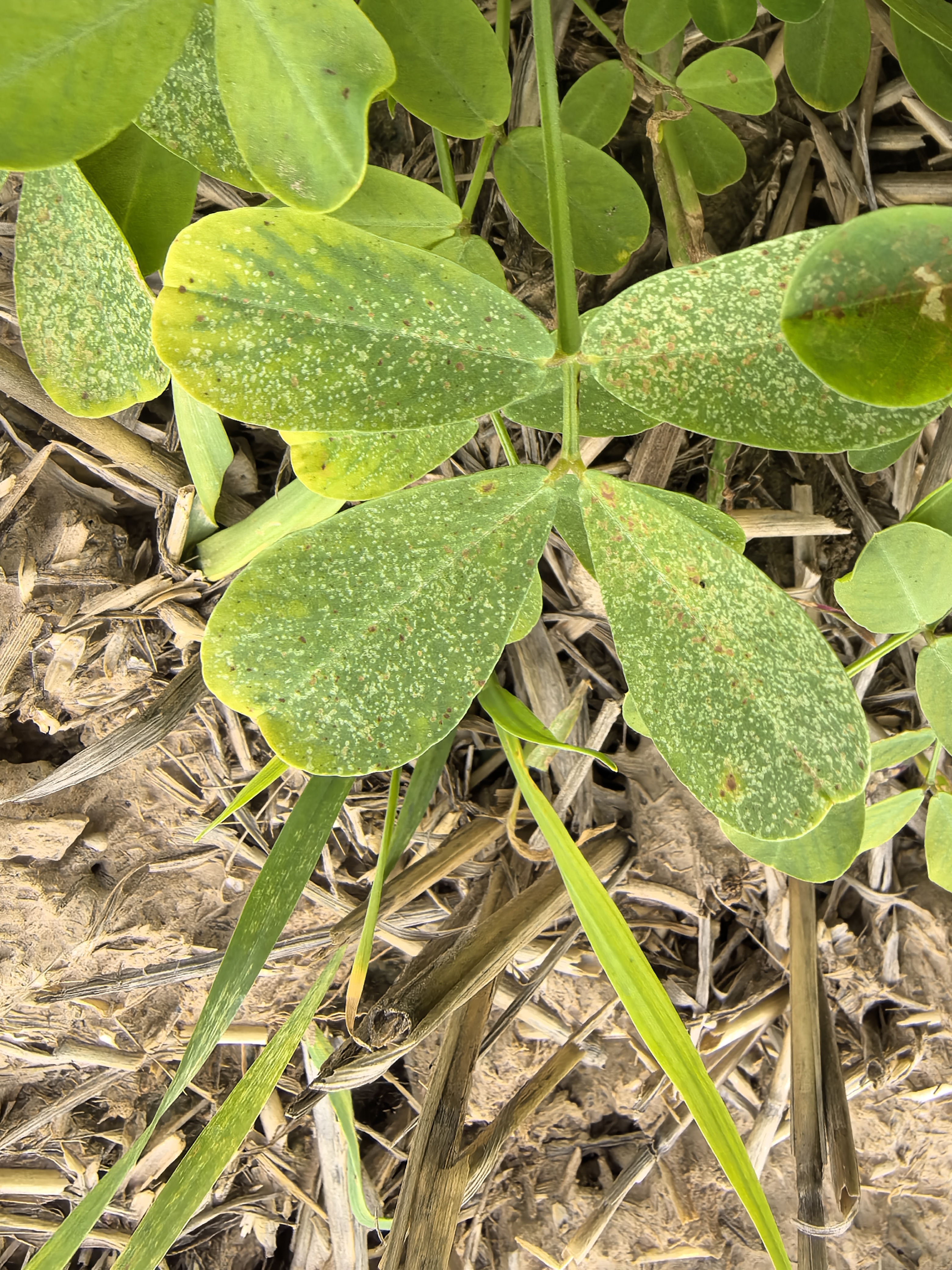 花生叶片上的小白点是蓟马危害,那么褐色的斑点是怎么回事?