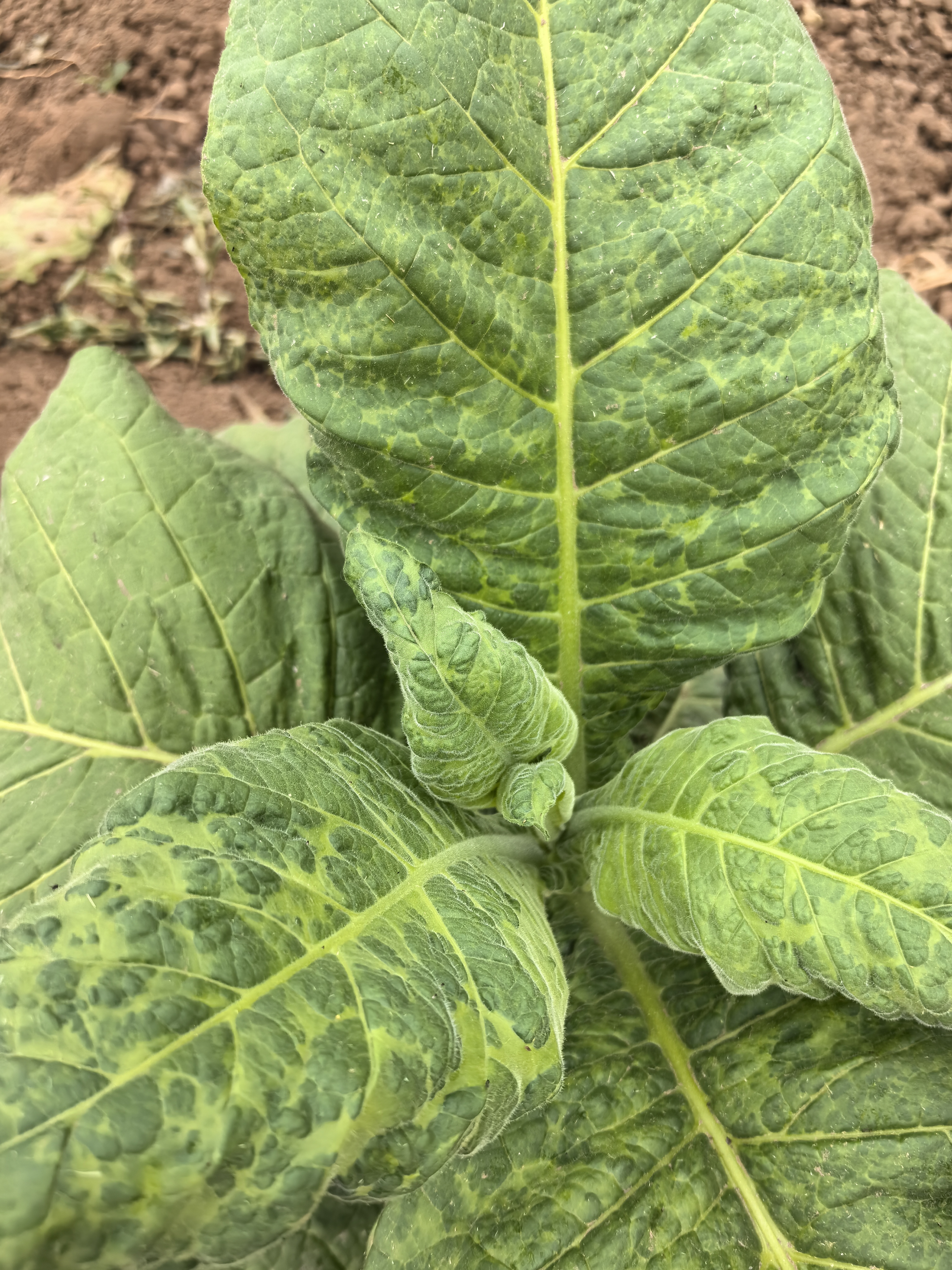 今天咨询5月上中旬种植的烟叶情况的挺多的,就是花叶现象,陆续增加
