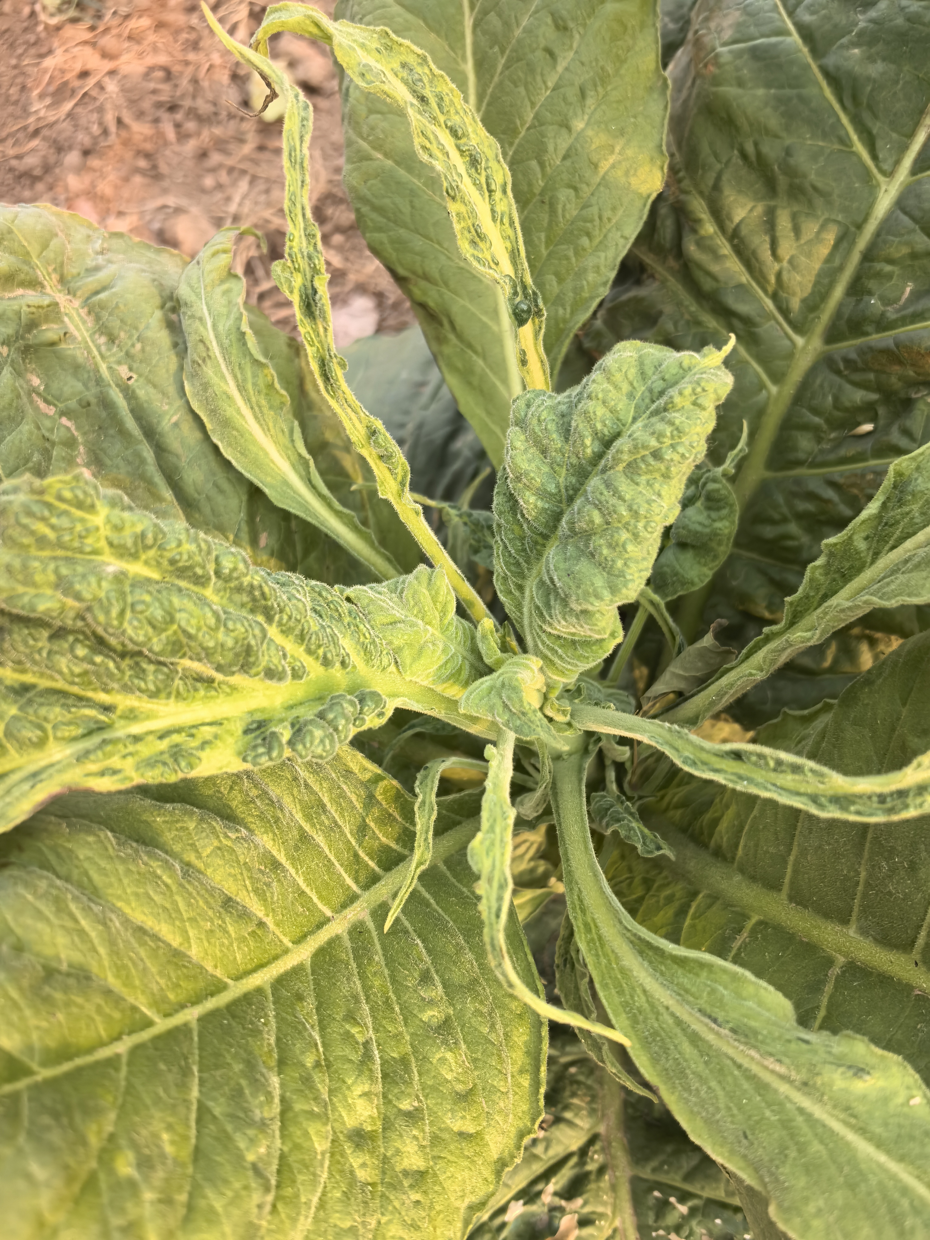 看看这株烟叶:还能恢复正常么? 我觉得是不可能了