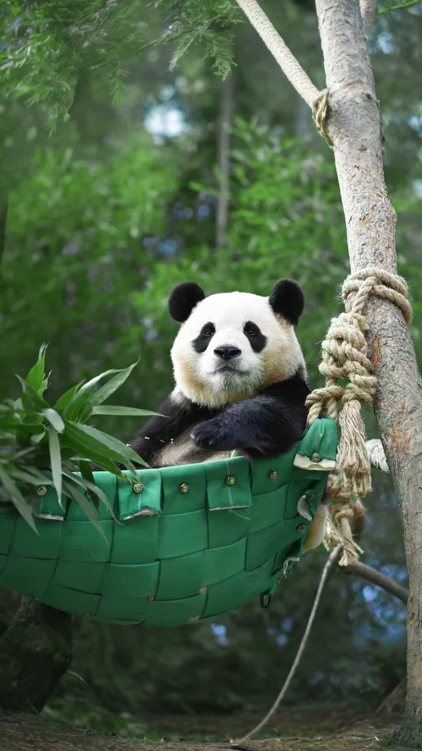 这个吊床上的熊猫宝宝也太可爱了吧!