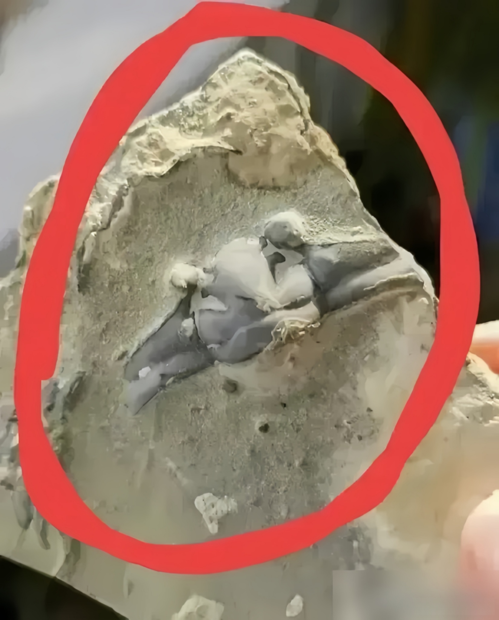 发小晚上在河边走步, 意外发现一块奇特的石头, 形状似动物头部, 令他