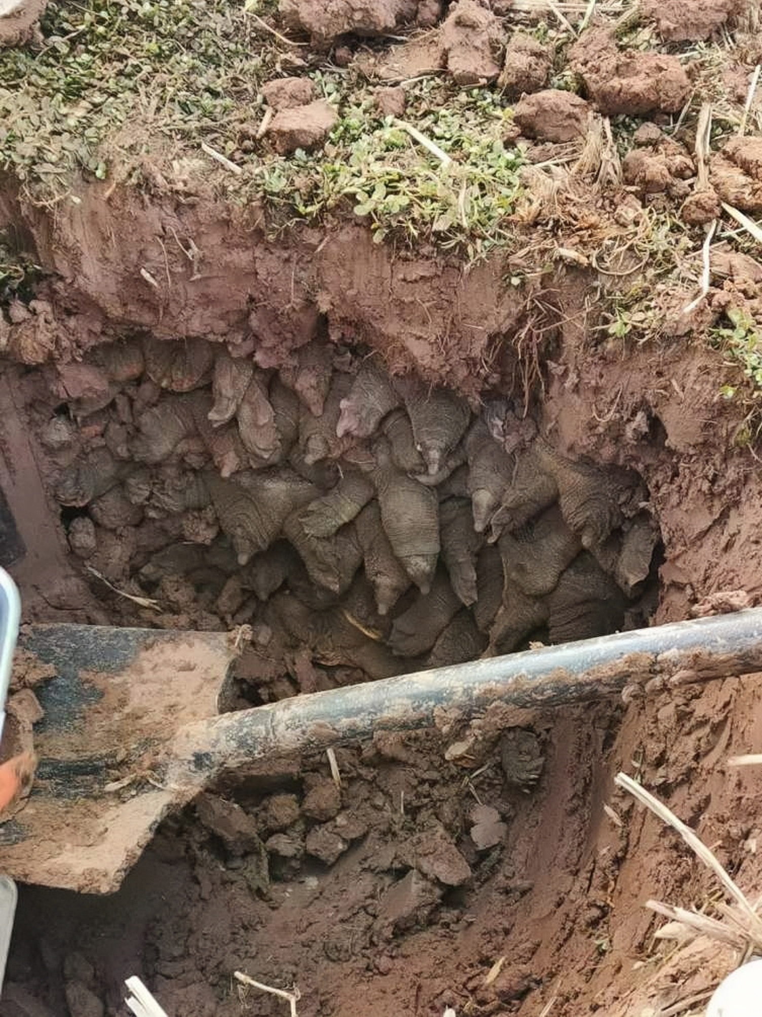 朋友用土方在村子头挖土几铲下去惊扰了地下世界挖出了什么东西