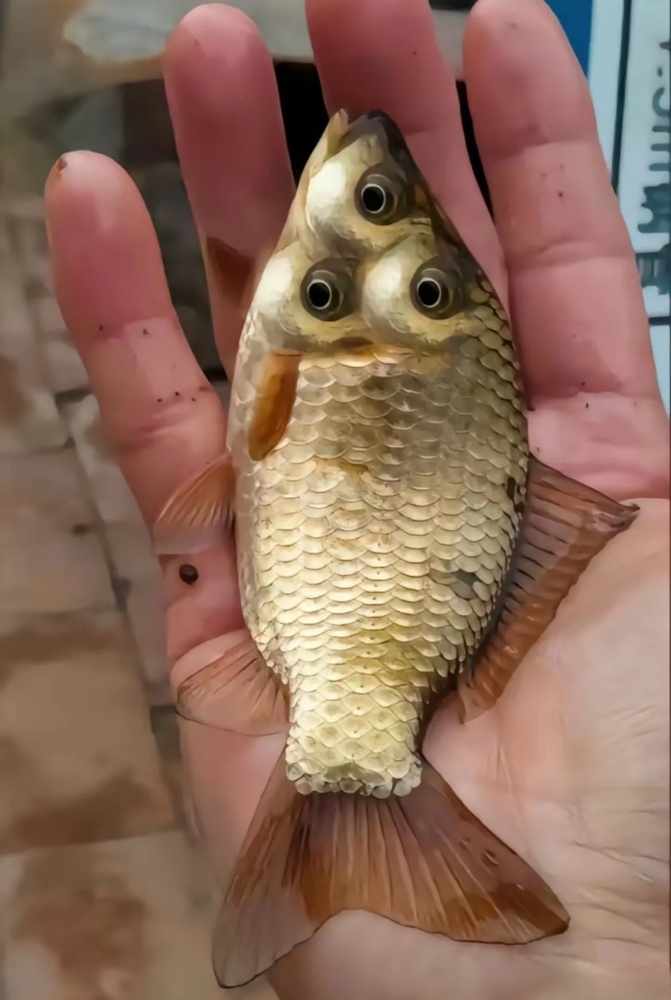 他觉得是变异鱼, 朋友却认为不吉利, 最后决定把它放回河里