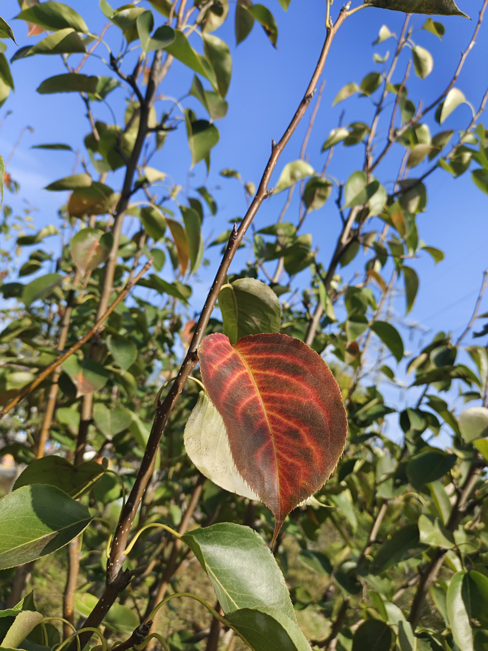 梨树的叶子又开始变颜色了,有变红的,有变黄的,红的不是枫叶那么红