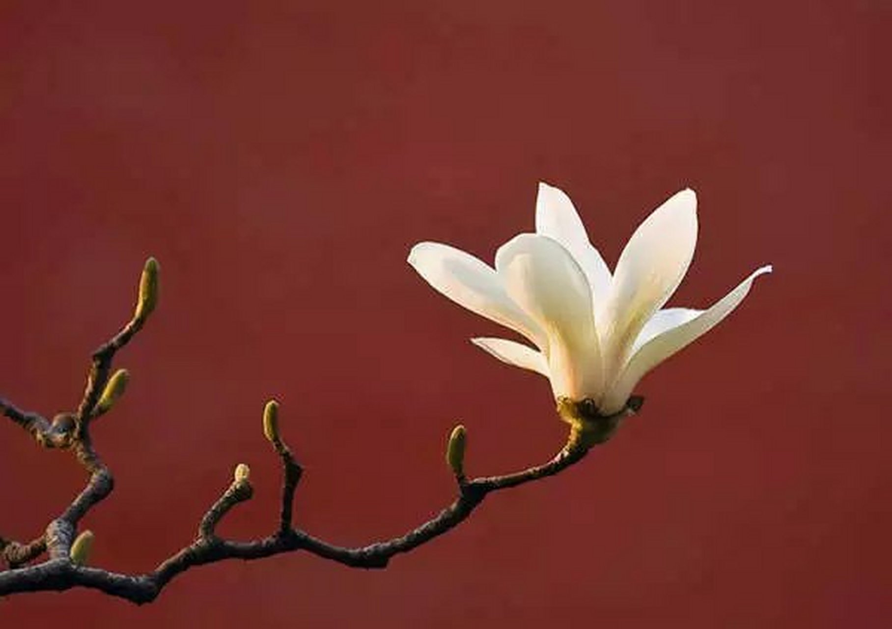 《辛夷坞【唐】王维 木末芙蓉花,山中发红萼.
