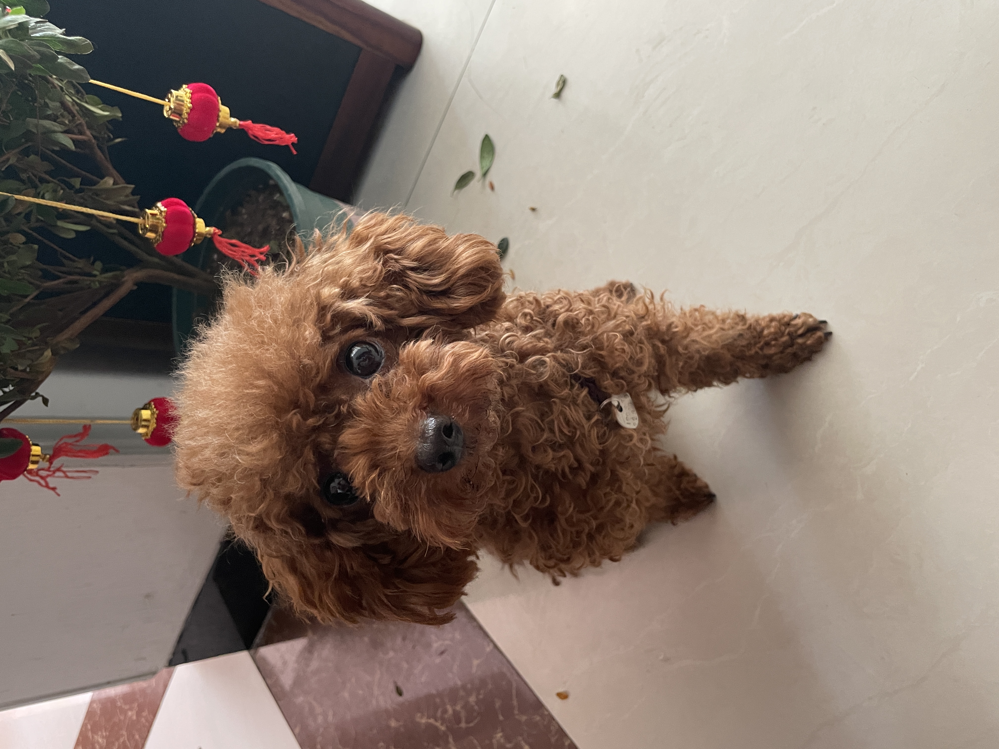 它们聪明,活泼,同时也非常依赖主人