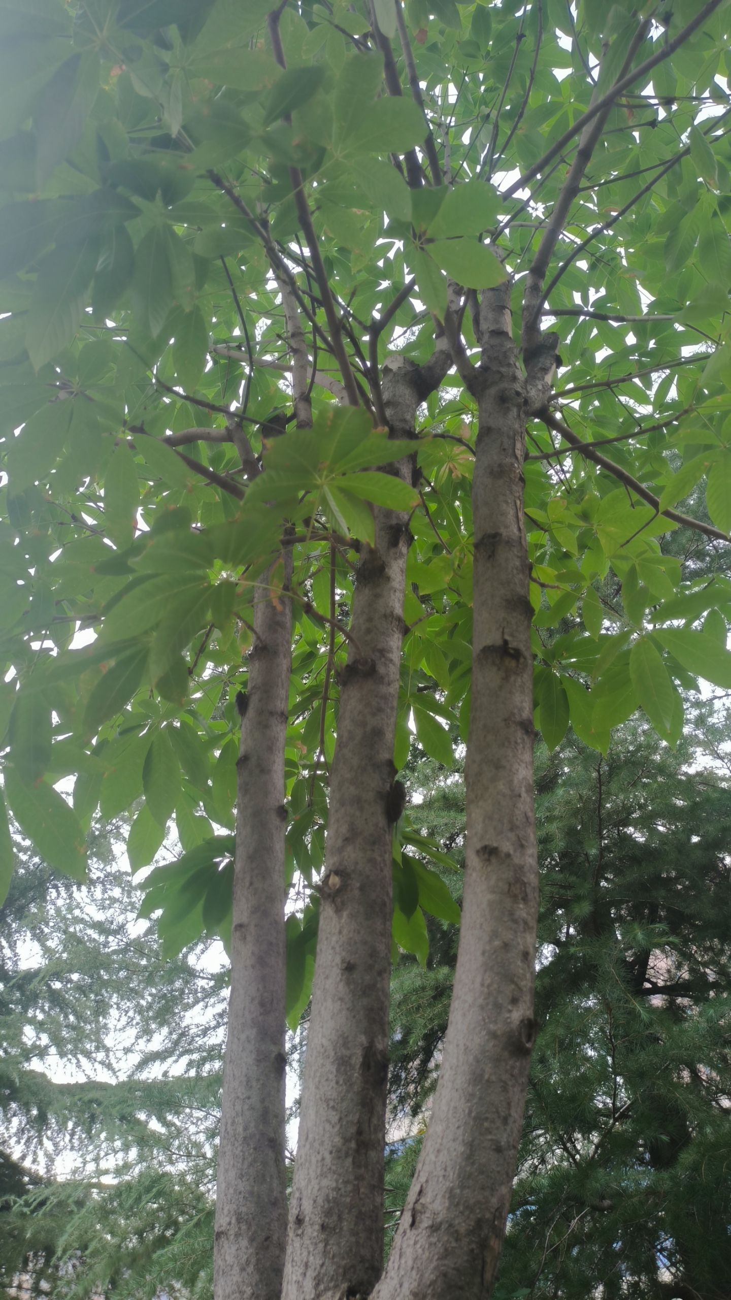 的看到金蝉了,真的怀念童年的美好时光,来看看,树上一共有几个金蝉?