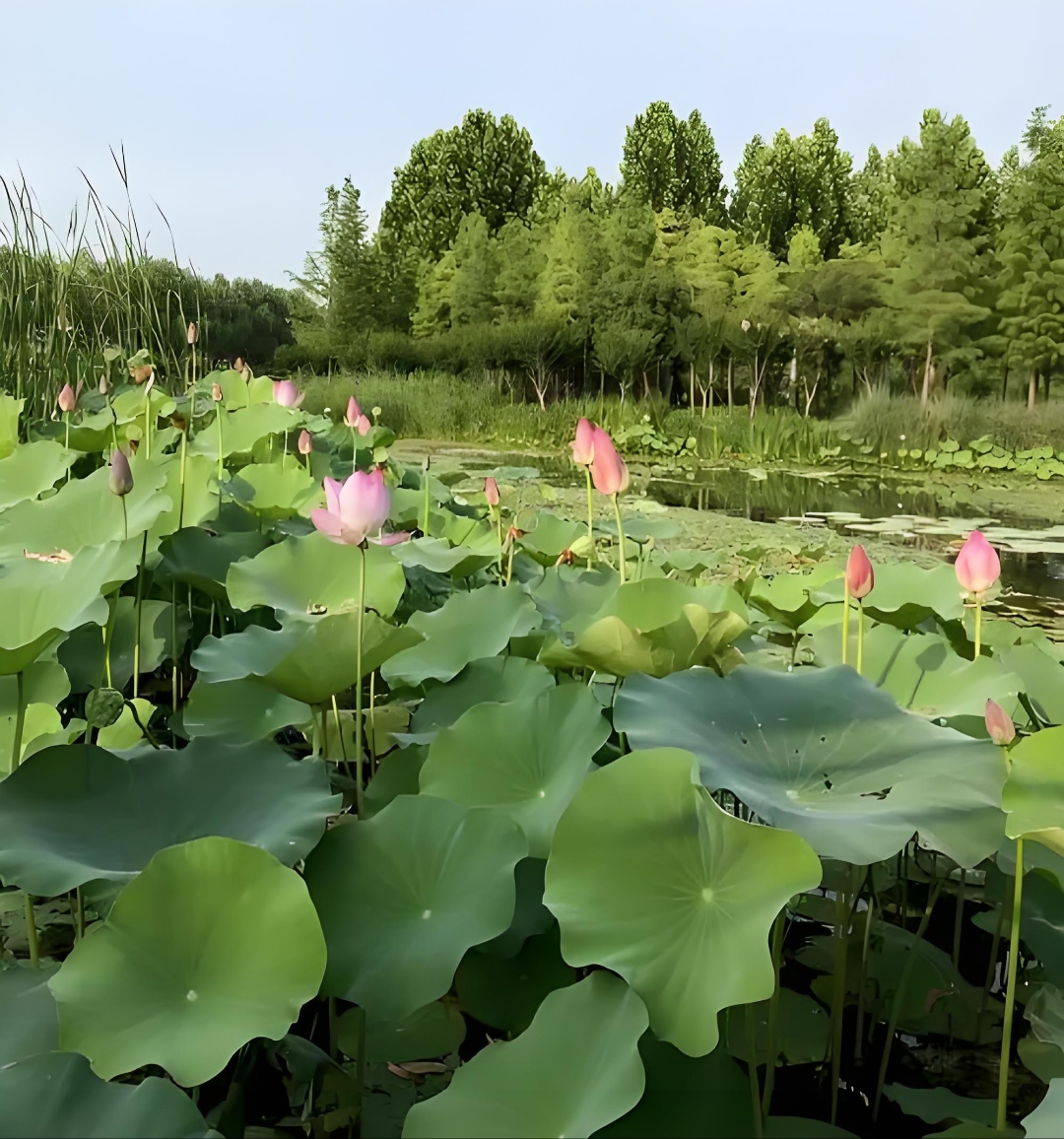 周末,沿中州大道一路向北,来到了天鹅聚集地,北龙湖湿地公园