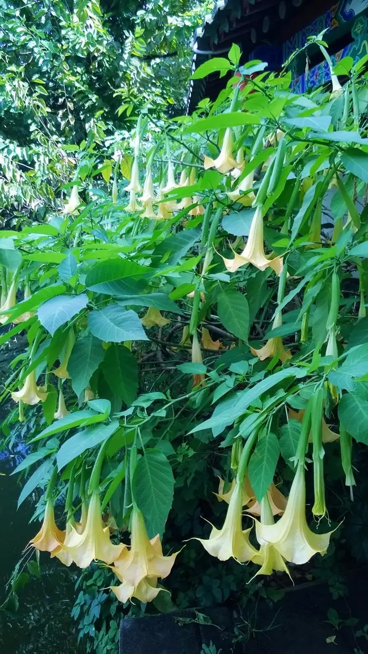 曼陀罗,茄科曼陀罗属的草本或半灌木状植物.