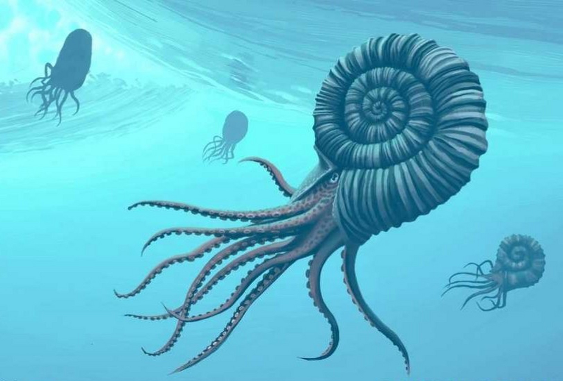 菊石之海 菊石是外壳类头足动物演化的巅峰,它们在海洋中生存了3亿500