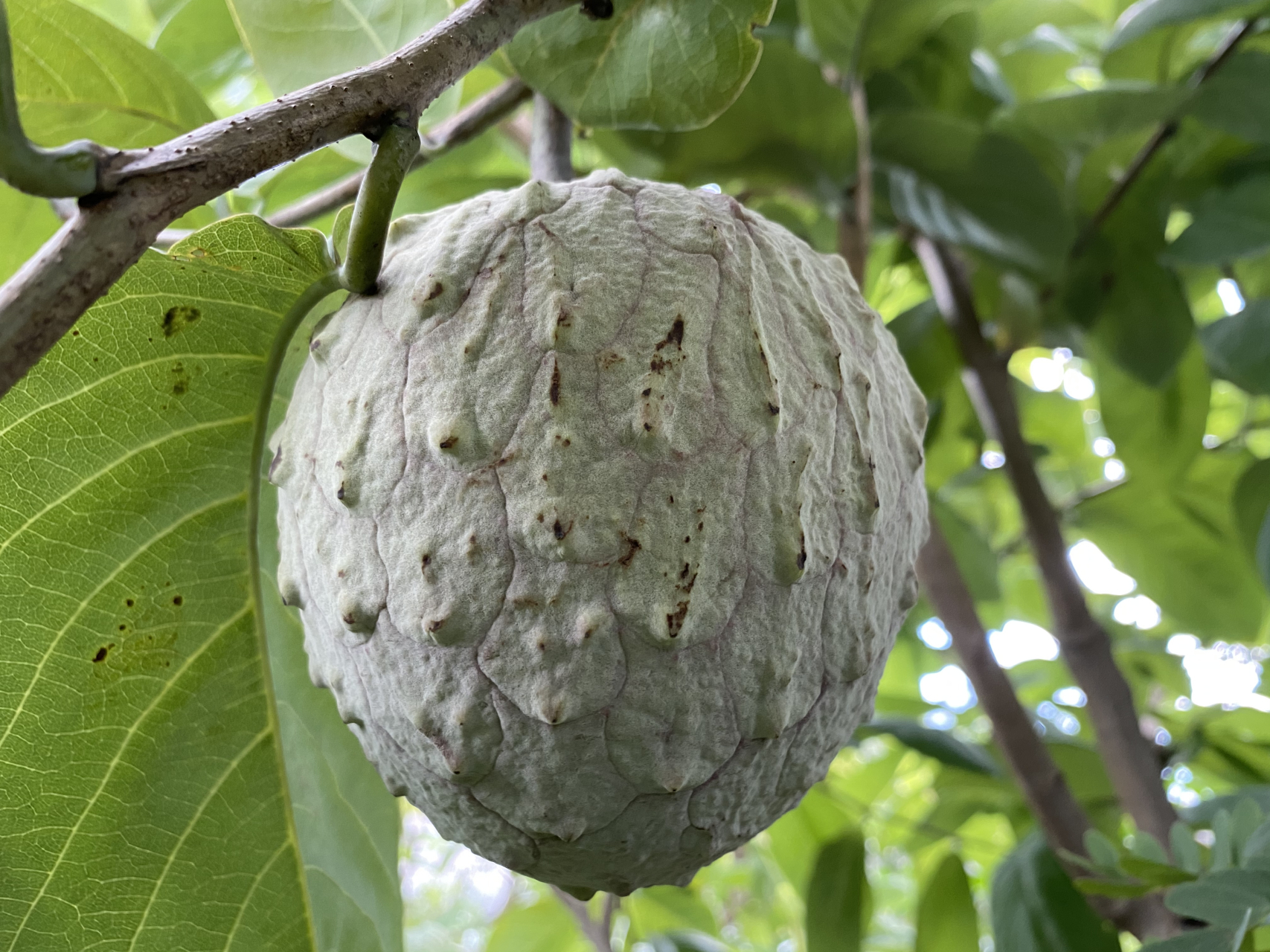 异叶番荔枝 异叶番荔枝,第一季的还没熟,第二趟的小果又出来了～也叫