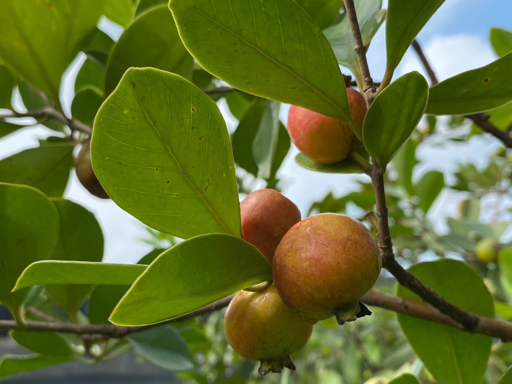 草莓番石榴 草莓番石榴,又名榕仔拔,桃金娘科番石榴屬,psidium