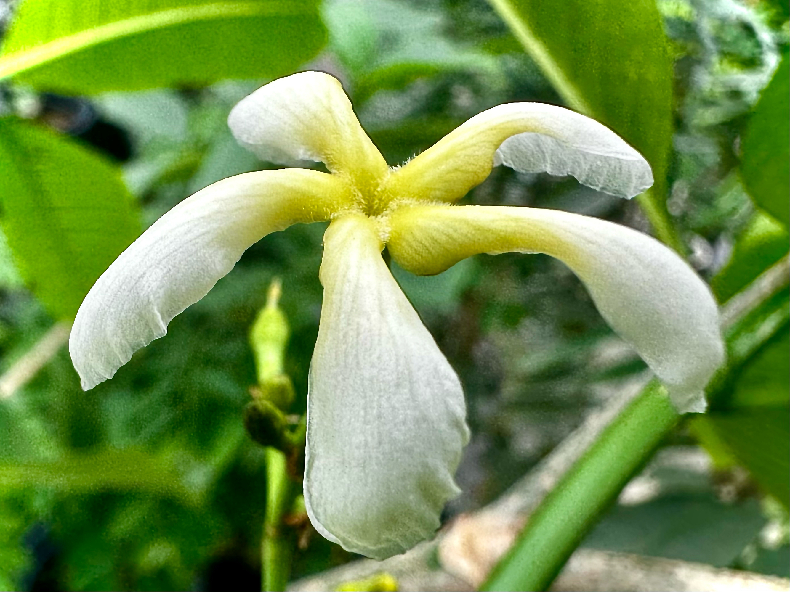 野生狗牙花图片