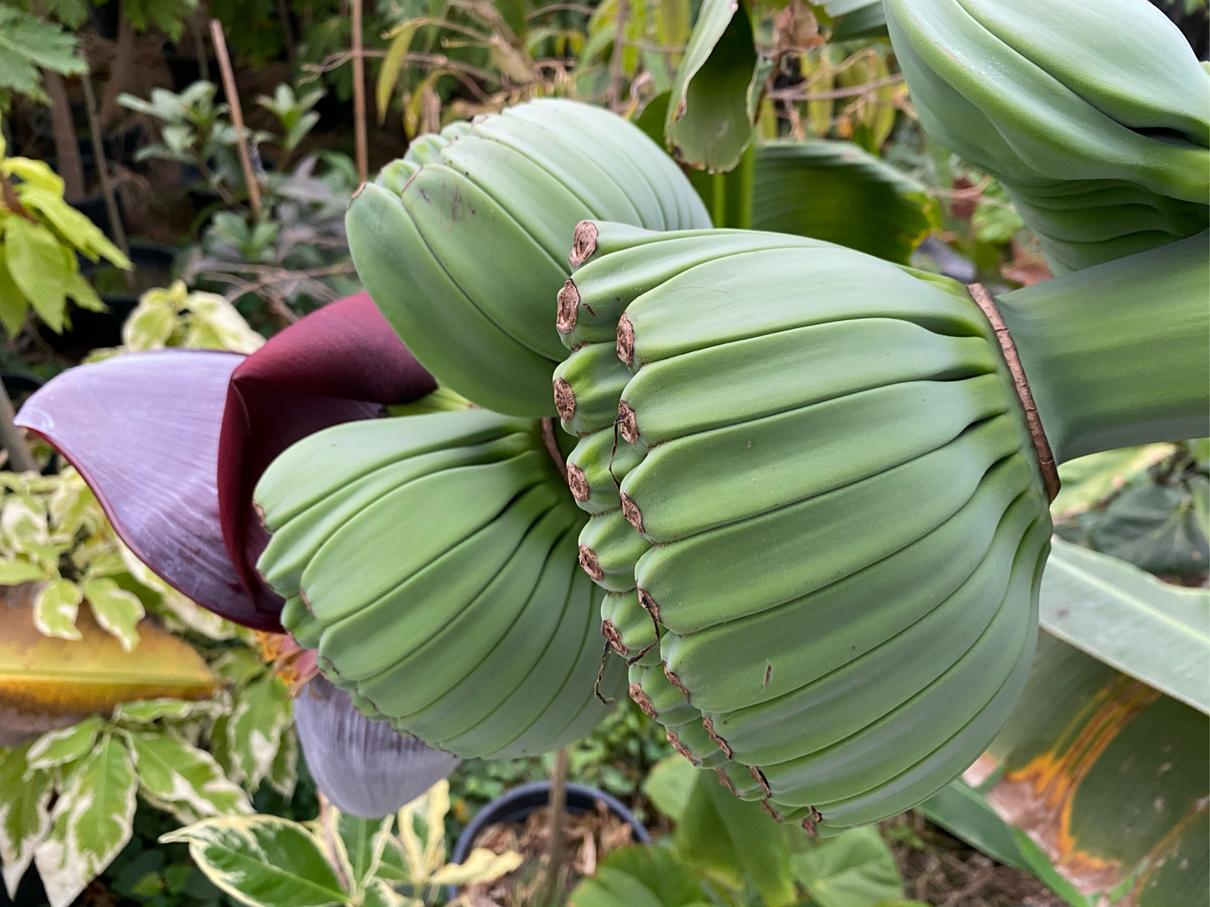 佛手蕉 祈祷之手,最有佛缘的水果,佛手蕉,musa praying hands,今天给