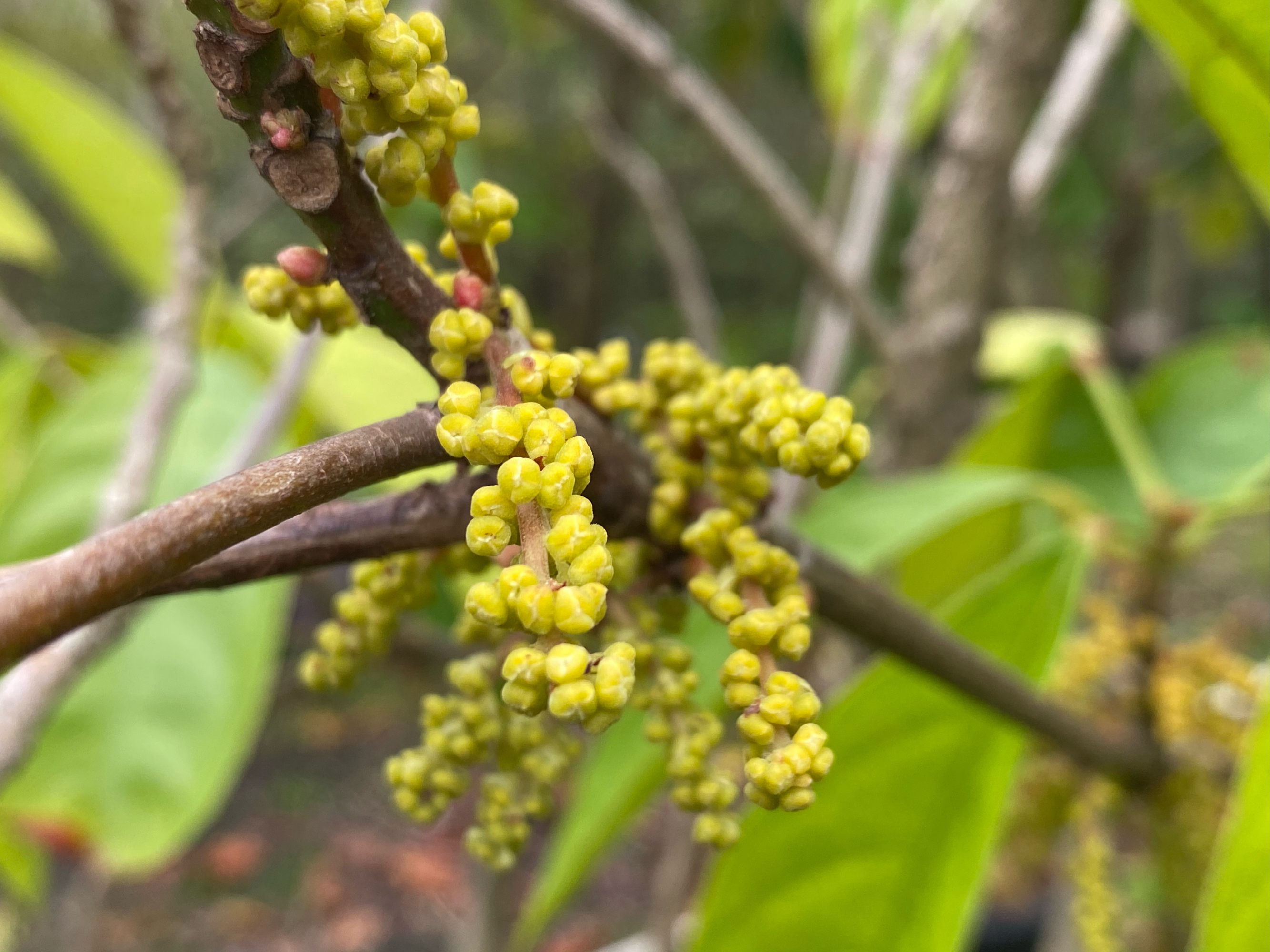 木奶果茎上开花图片