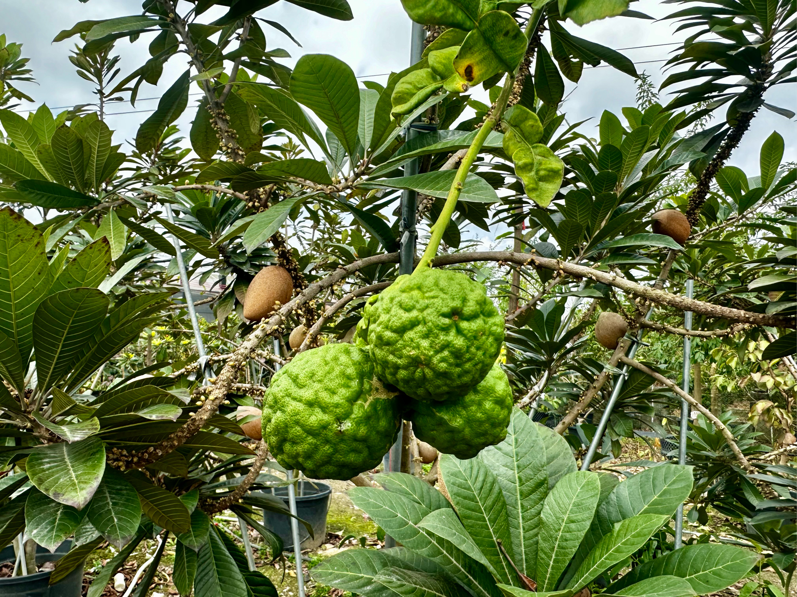 马蜂橙,泰国丑柠檬,尾梢上还有几个冬果,不能浪费了,呵呵,这才是绝配