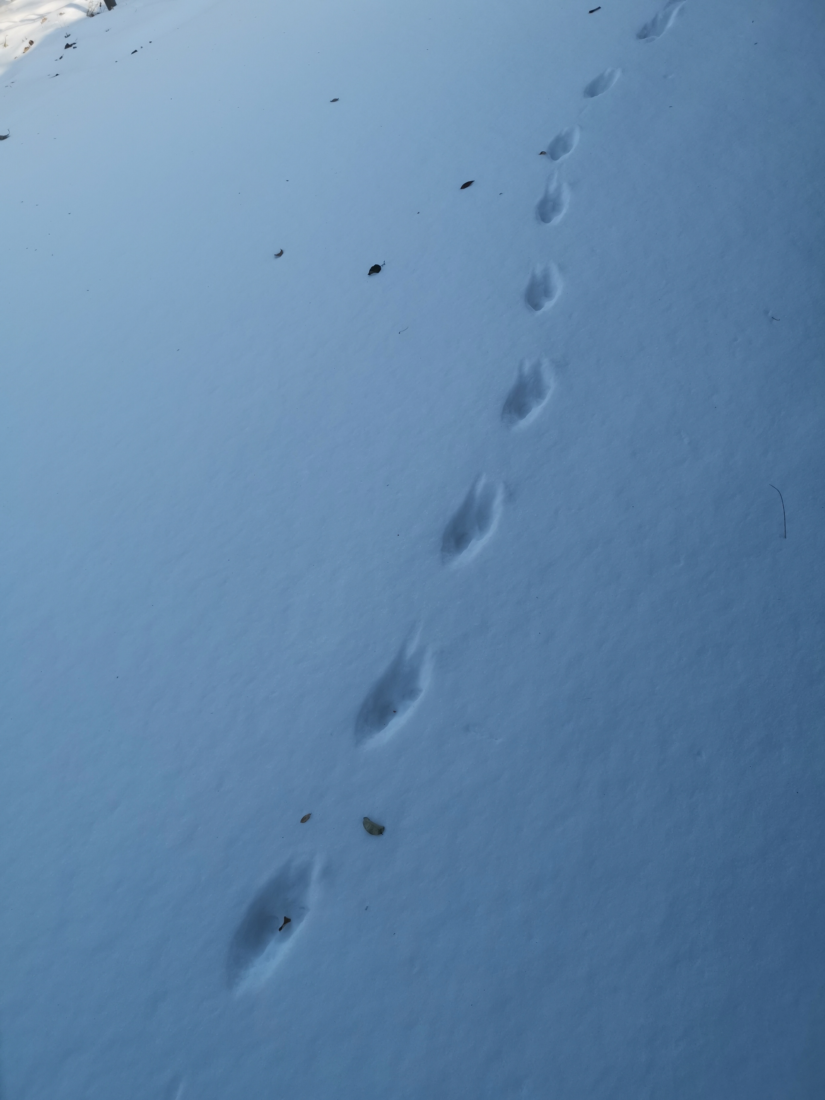 雪地中各种动物脚印图片