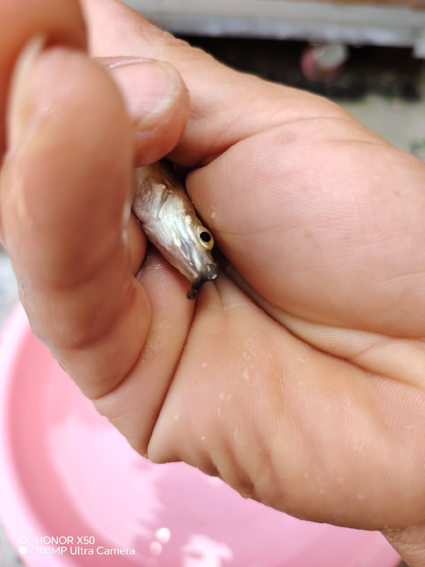 鱼嘴上长的是什么