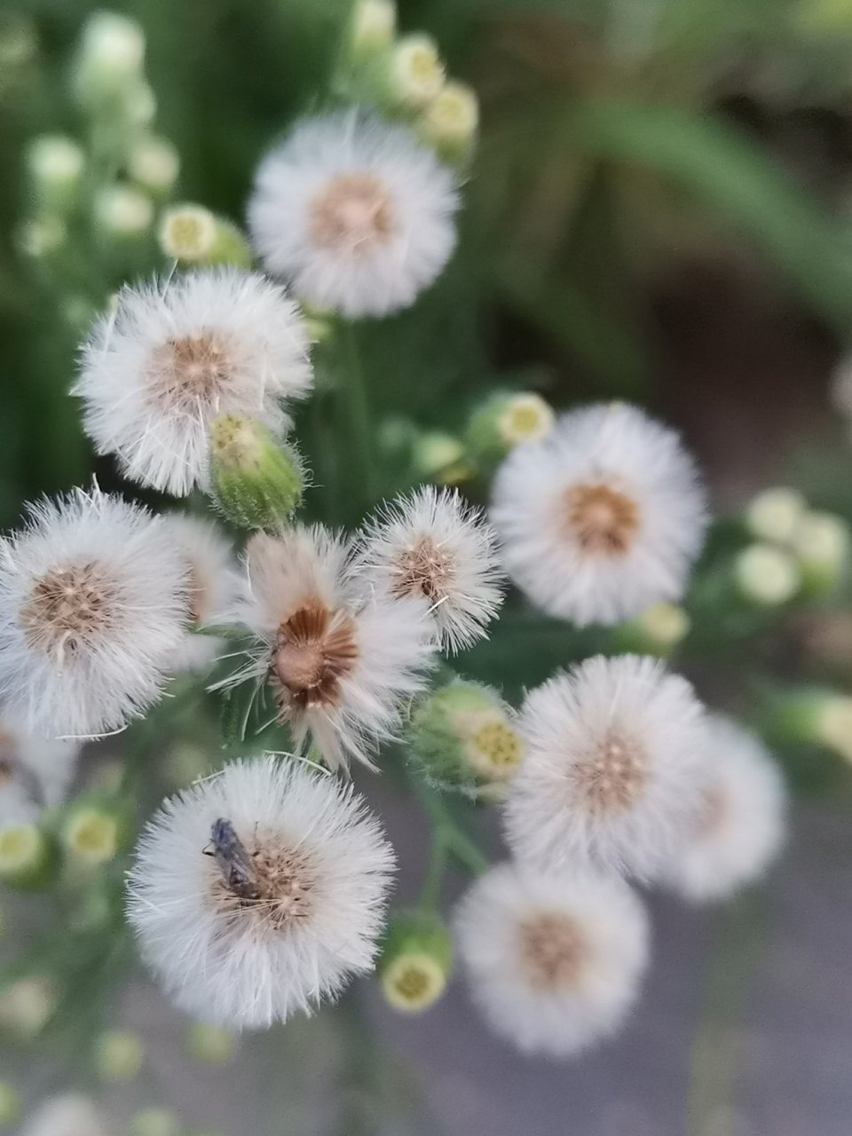 香丝草,(相思草)