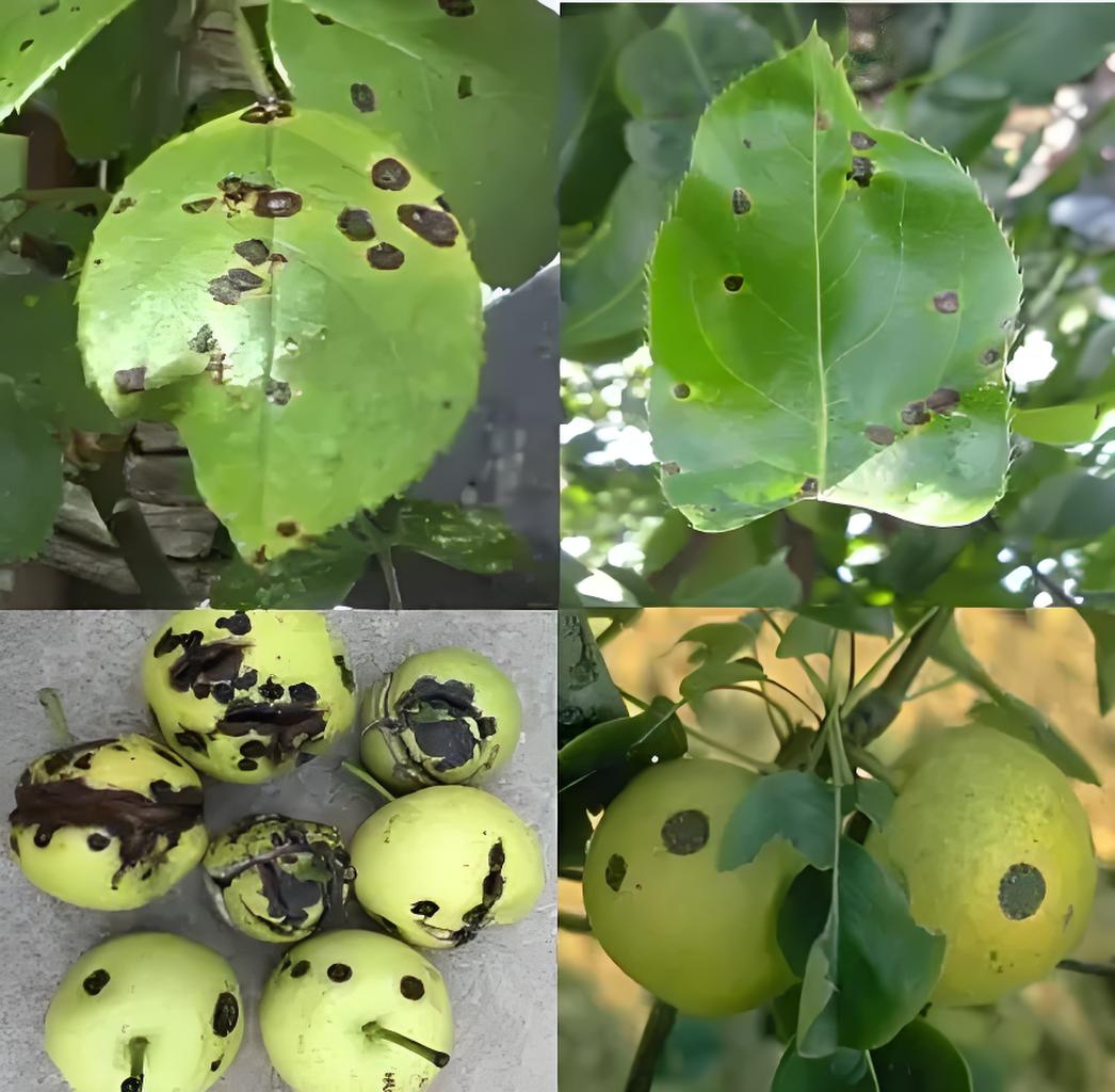 你知道梨树黑斑病发生规律和防控措施吗  朋友的侄子咨询,他们家种植