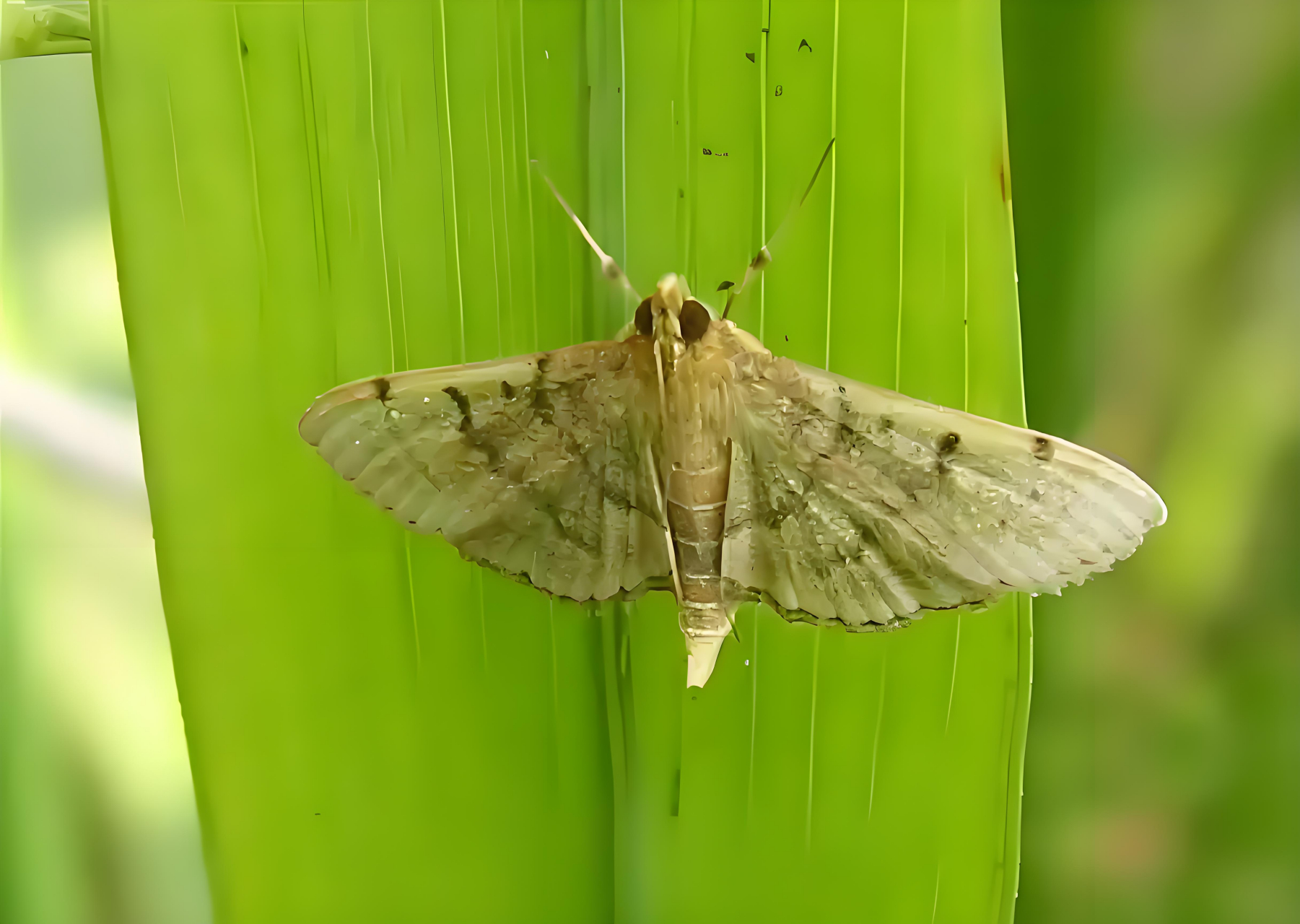 你知道水稻纵卷叶螟发生规律吗(1)    网友一叶扁舟咨询,他们村里种的