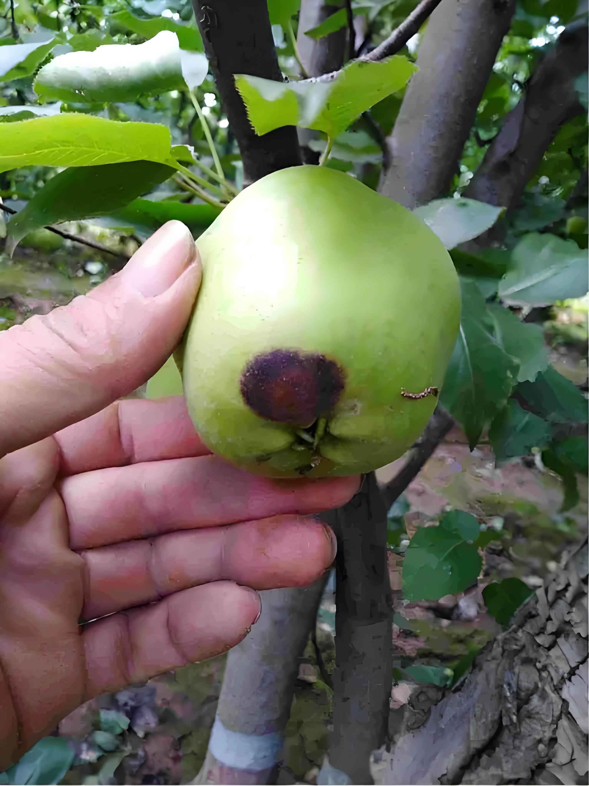 你知道梨树黑斑病发生规律和防控措施吗  朋友的侄子咨询,他们家种植