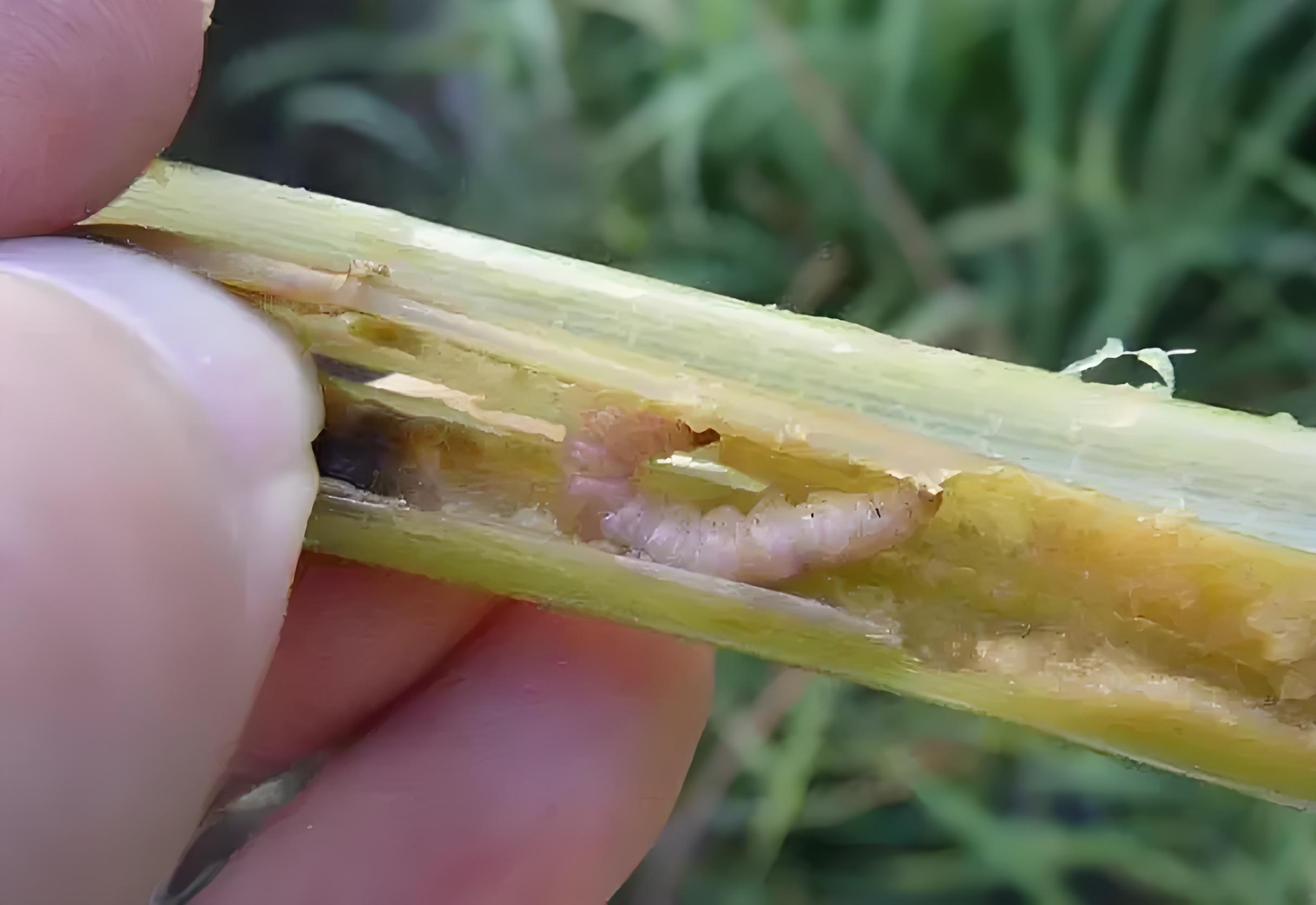 你知道水稻三化螟发生规律和防控措施吗          (2)  0202网友