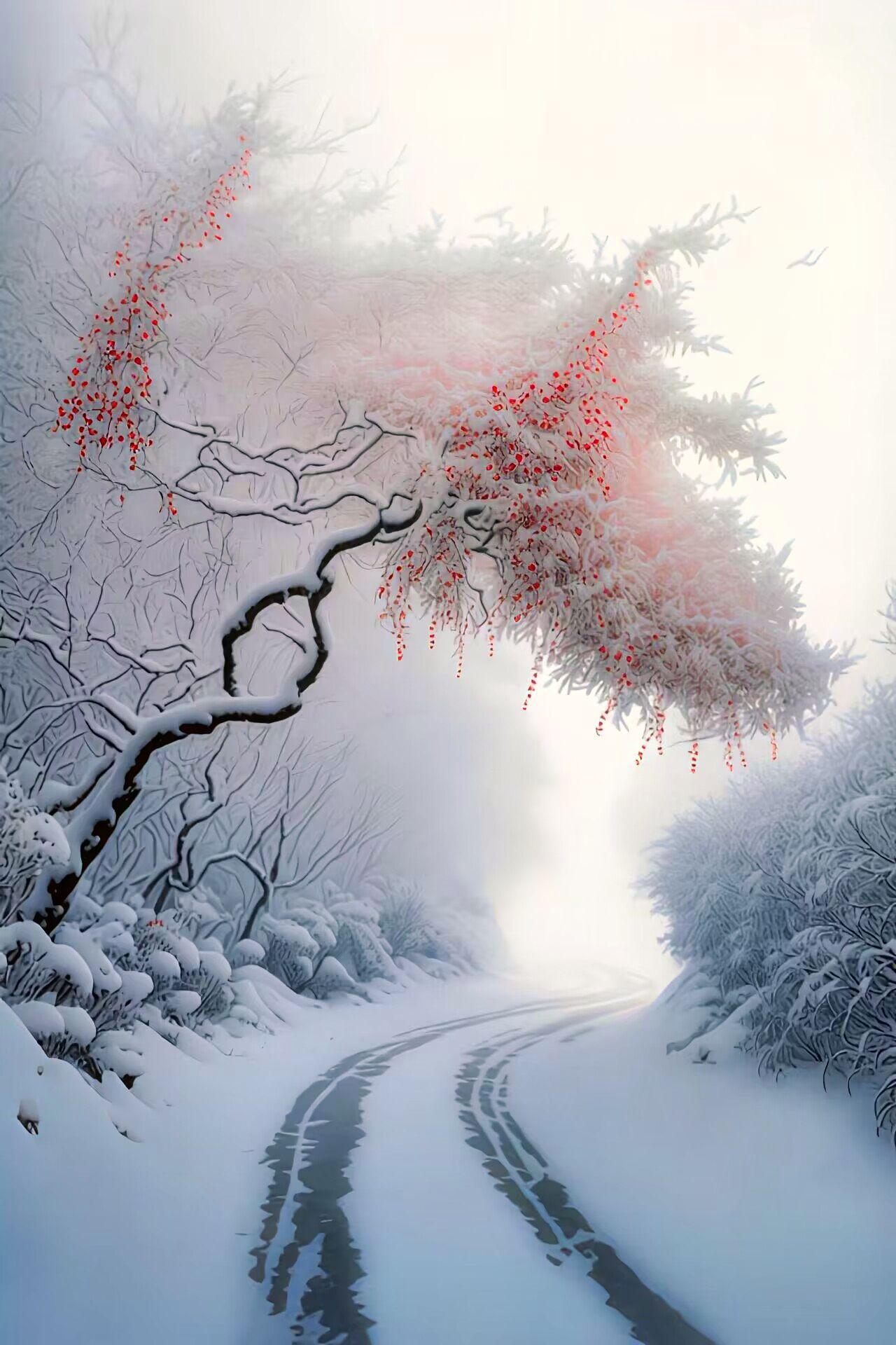 冬天的第一张照片#  冬日秘境,雪后树林的童话世界是一个纯净,美赖哪