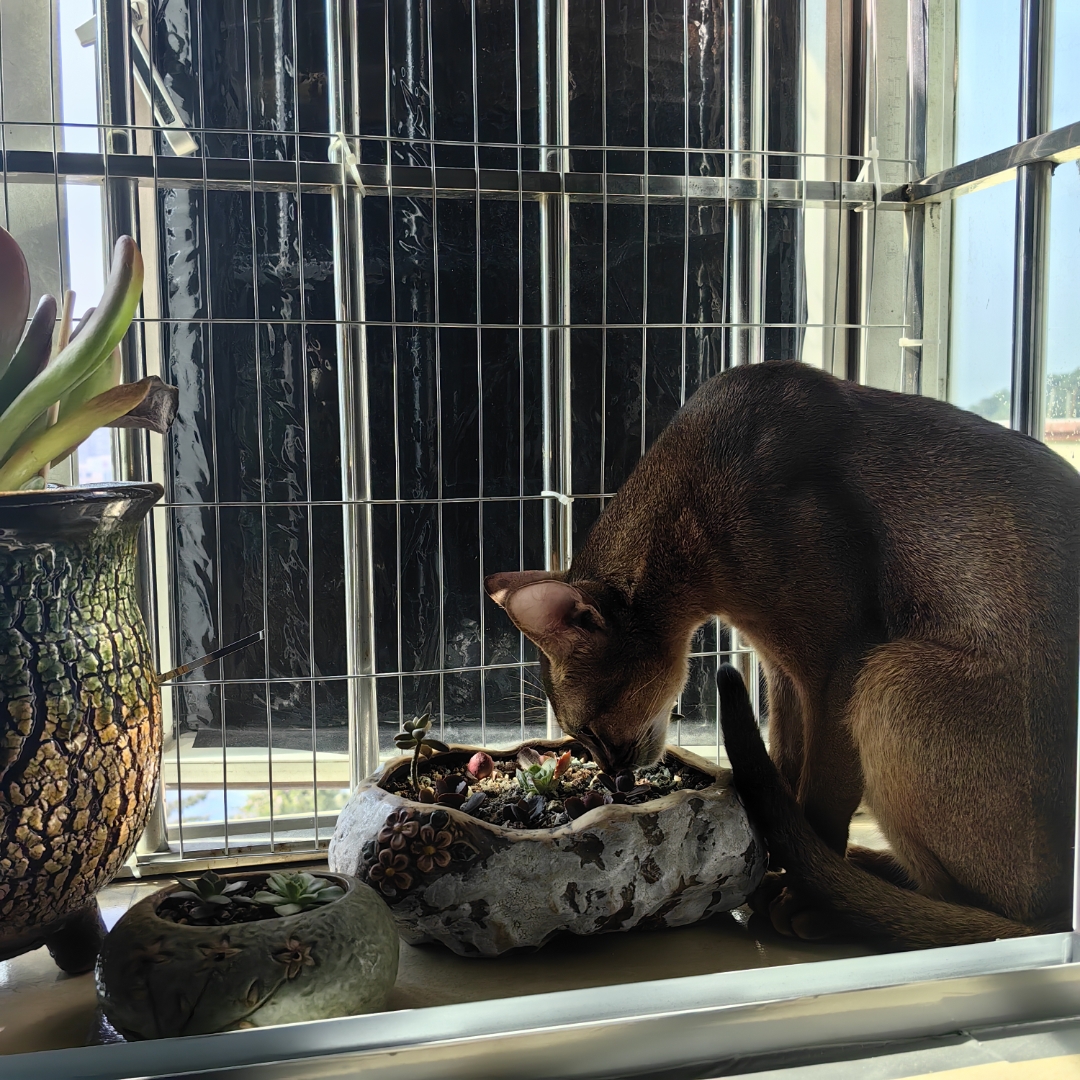 93阿比西尼亚猫,一种来自神秘东方的贵族猫咪!