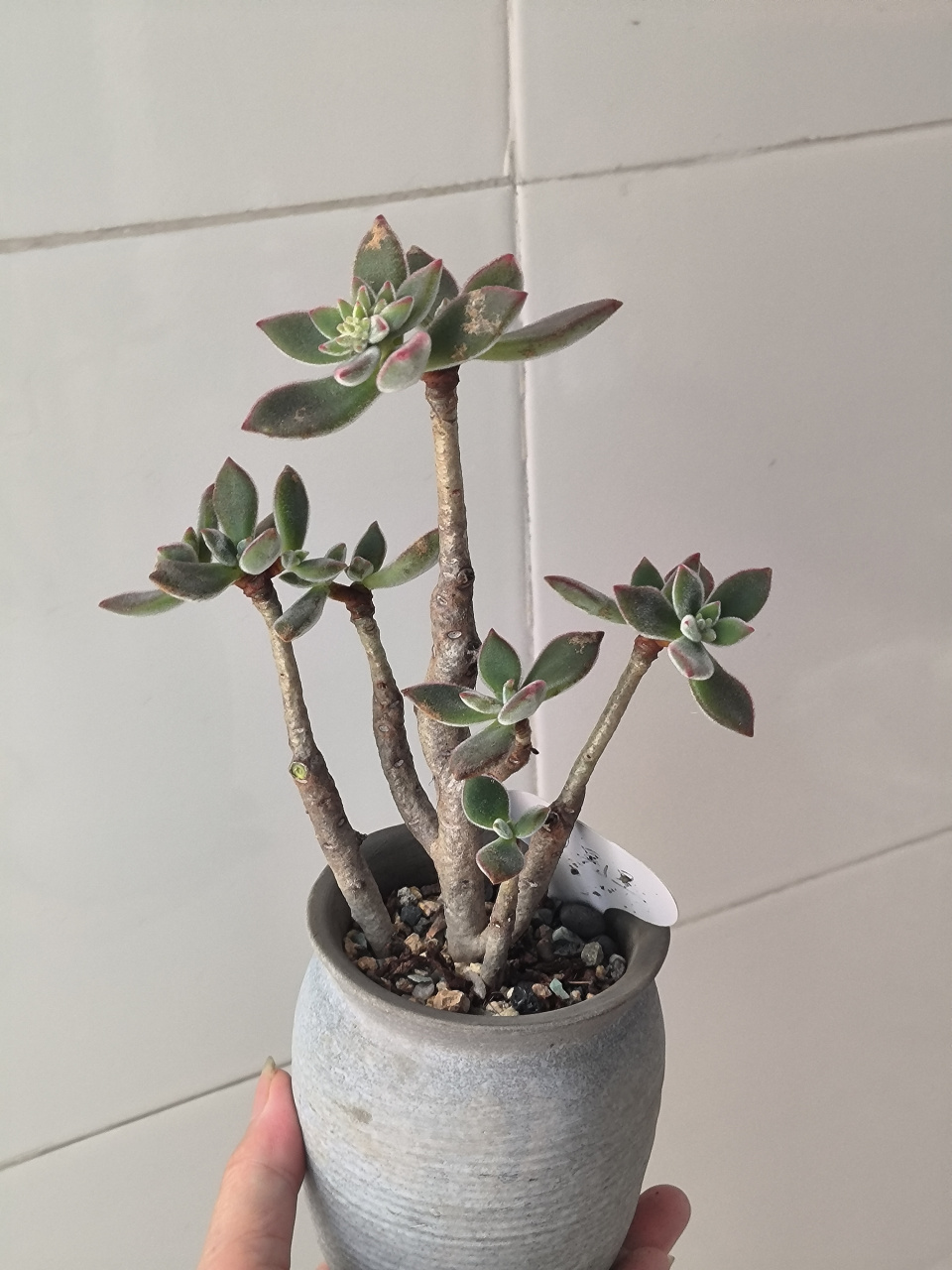 (原创)忘记在角落里的小老桩多肉植物----锦晃星,这个是去年度夏过来