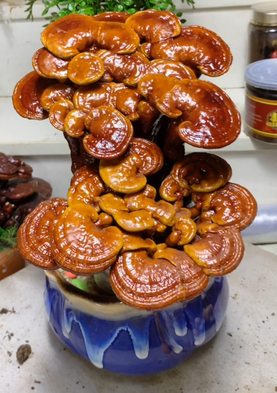 (原创)与友友们分享两盆漂亮的灵芝,大家说说哪一盆好看呢?