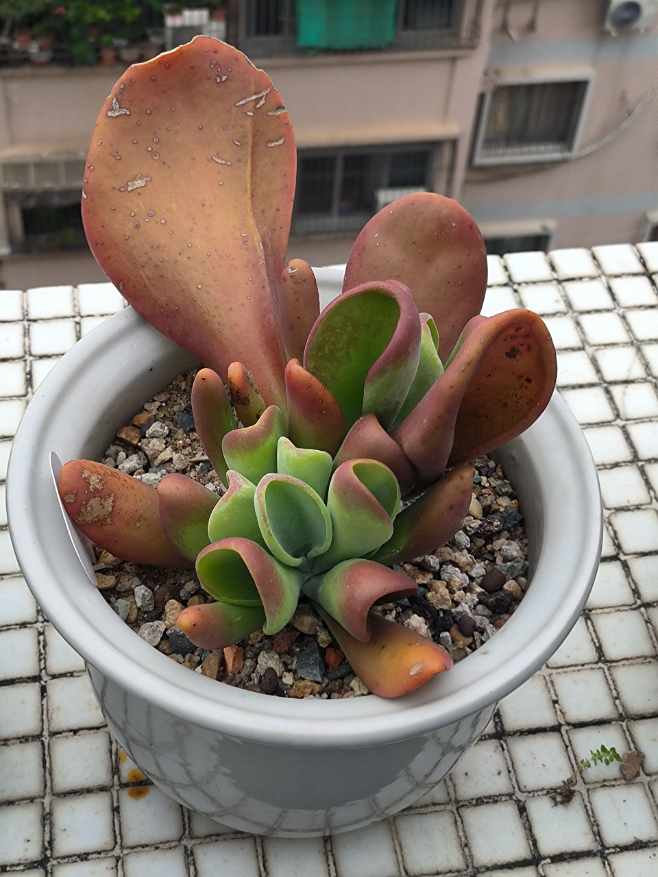 (原创)与友友们分享一下一款多肉植物----火狐狸,我现在把这颗多肉试