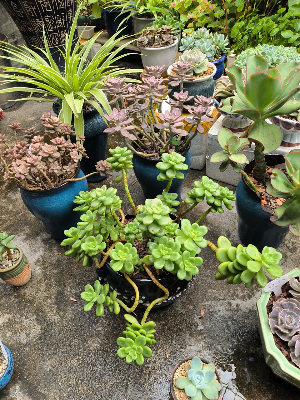 长的很好看,带有一股清香的多肉----香格里拉,南方的朋友们,大家有种