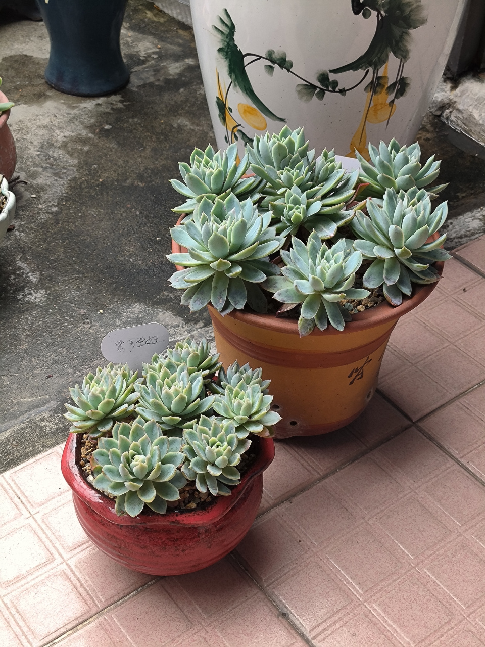 (原创作品)一下子养了两盆紫罗兰女王,本来养大小各一盆做对比,结果