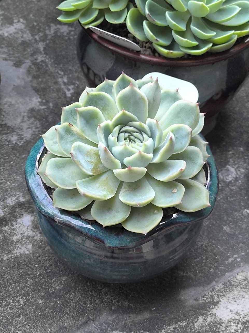 (原创作品)这是我养的莲花座多肉植物----侧影,养了2年了,友友们,不