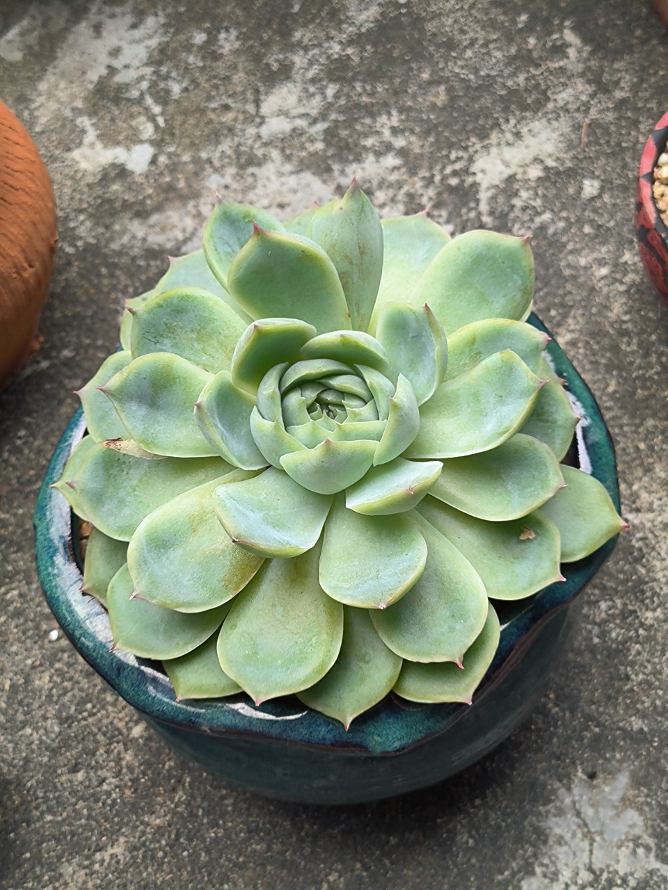 (原创作品)这是我养的莲花座多肉植物----侧影,养了2年了,友友们,不